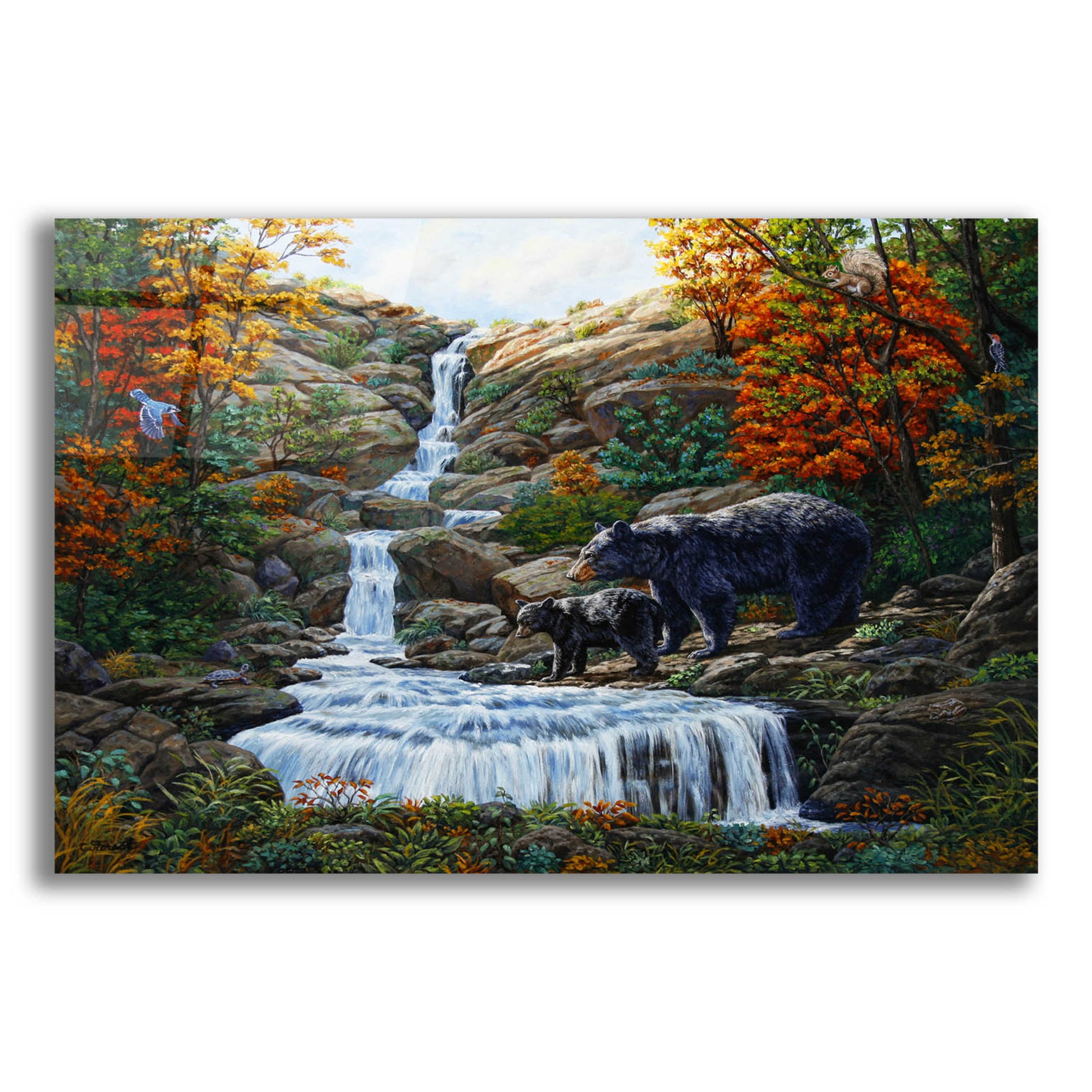 Epic Art 'Black Bear Falls' by Crista Forest, Acrylic Glass Wall Art,16x12