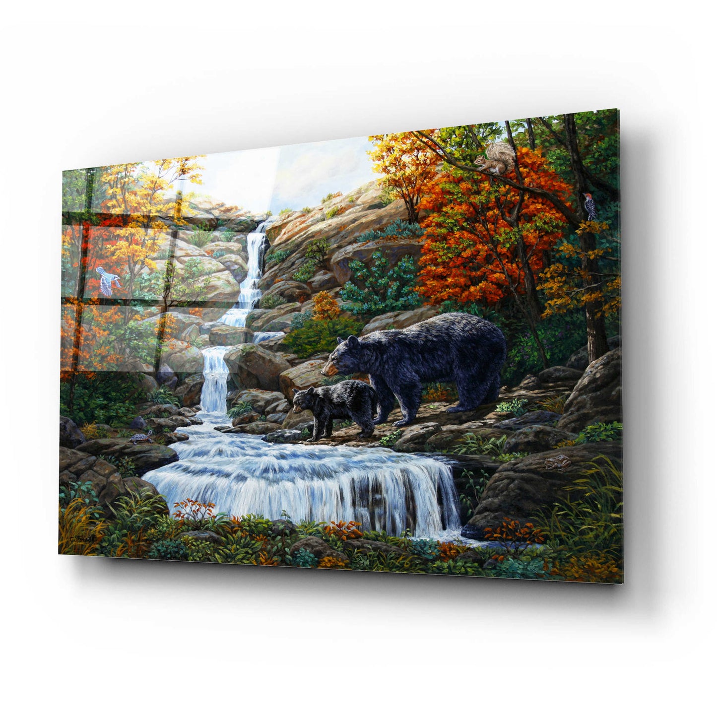 Epic Art 'Black Bear Falls' by Crista Forest, Acrylic Glass Wall Art,24x16