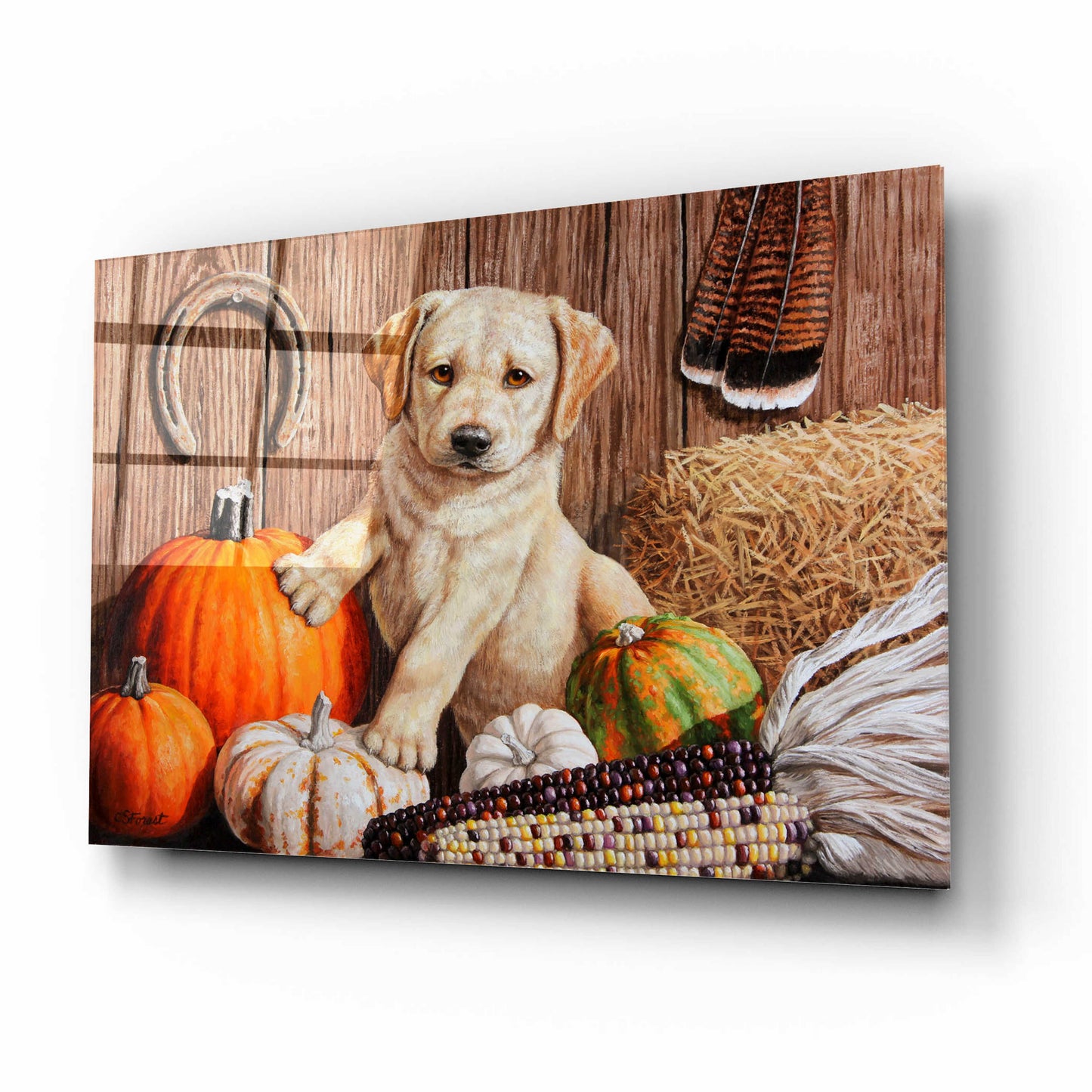 Epic Art 'Pumpkin Harvest Puppy' by Crista Forest, Acrylic Glass Wall Art,16x12