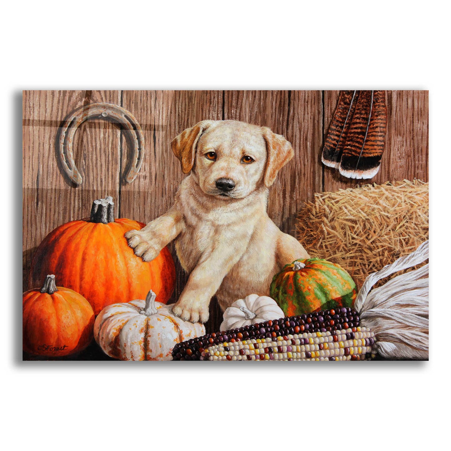 Epic Art 'Pumpkin Harvest Puppy' by Crista Forest, Acrylic Glass Wall Art,16x12