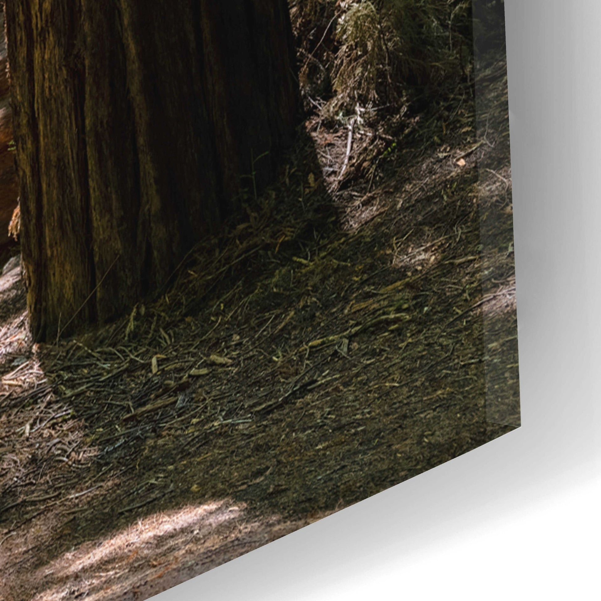 Epic Art 'Trees 3' by Epic Portfolio, Acrylic Glass Wall Art,16x24