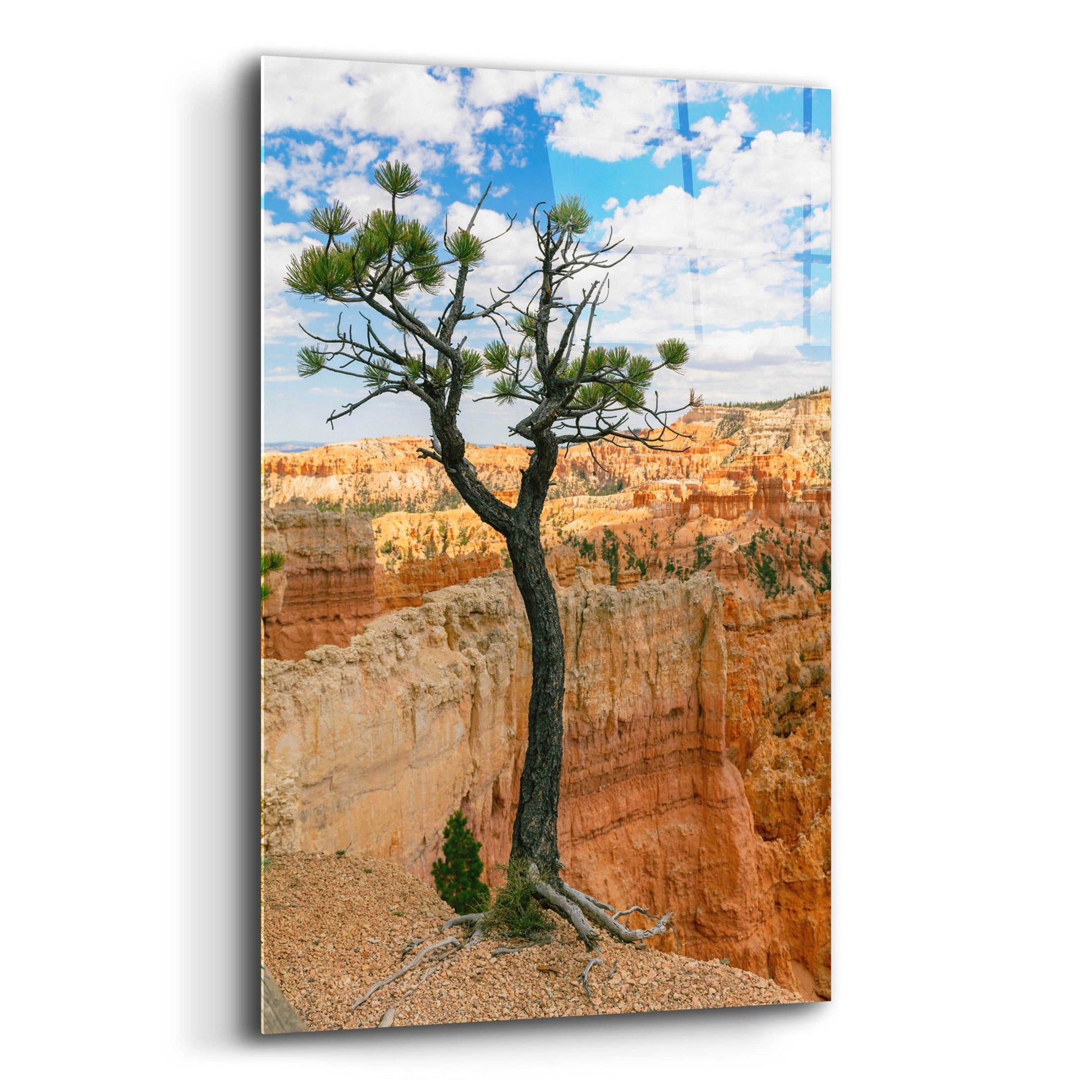 Epic Art 'Utah - Bryce Canyon Tree' by Epic Portfolio, Acrylic Glass Wall Art,12x16