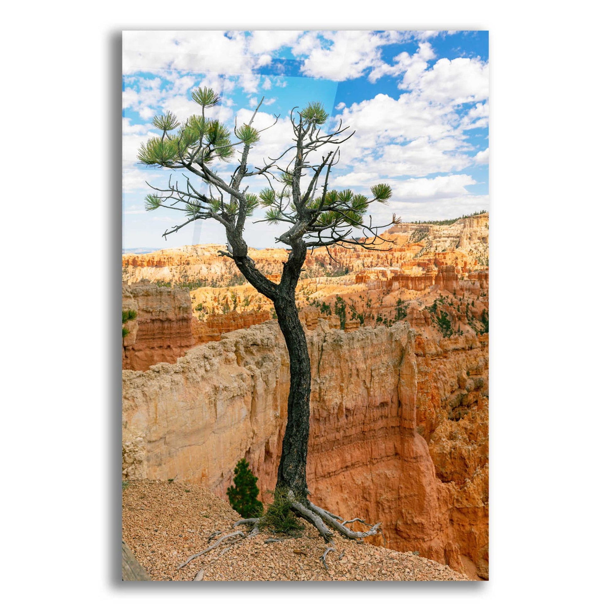 Epic Art 'Utah - Bryce Canyon Tree' by Epic Portfolio, Acrylic Glass Wall Art,12x16