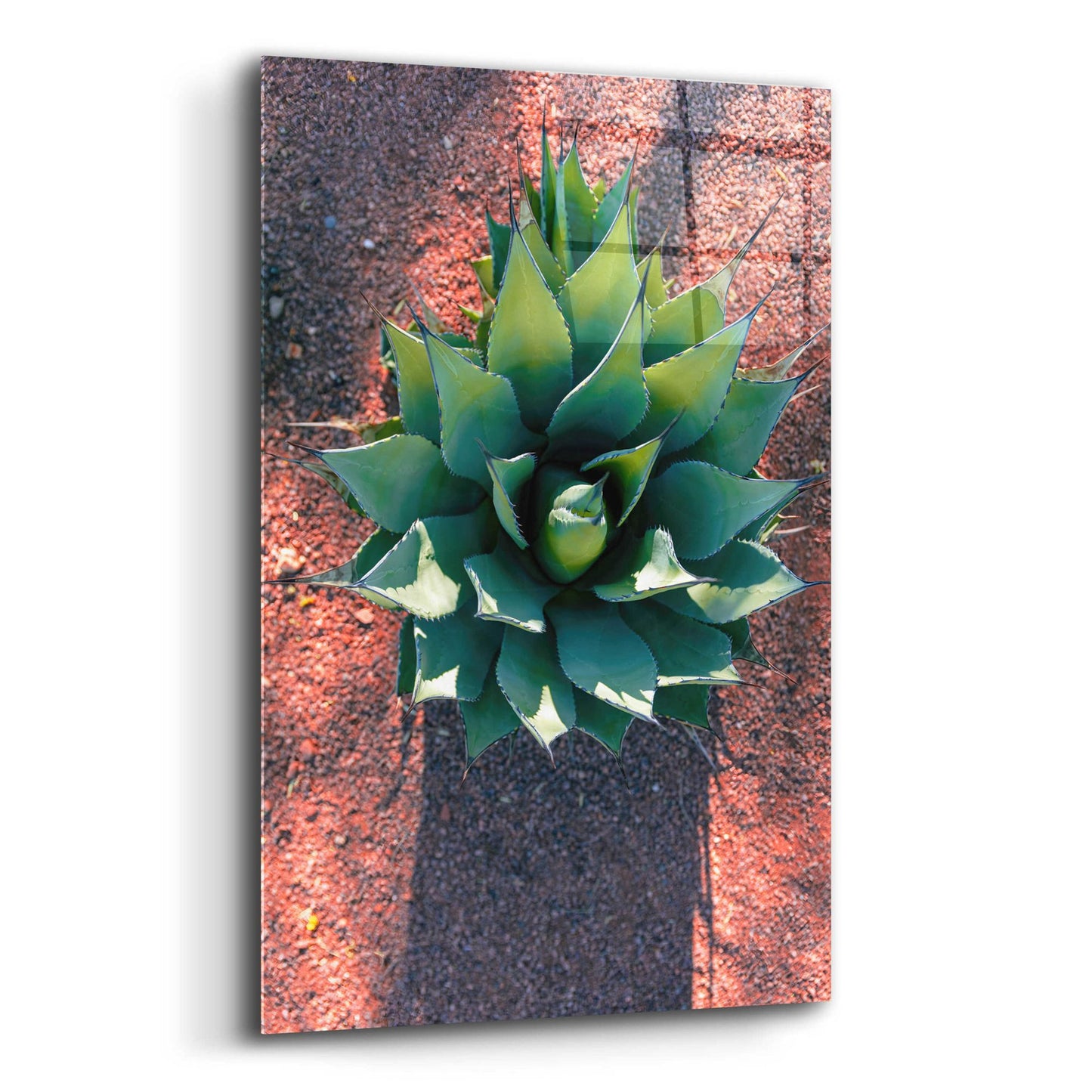 Epic Art 'Utah - Cactus 1' by Epic Portfolio, Acrylic Glass Wall Art,16x24