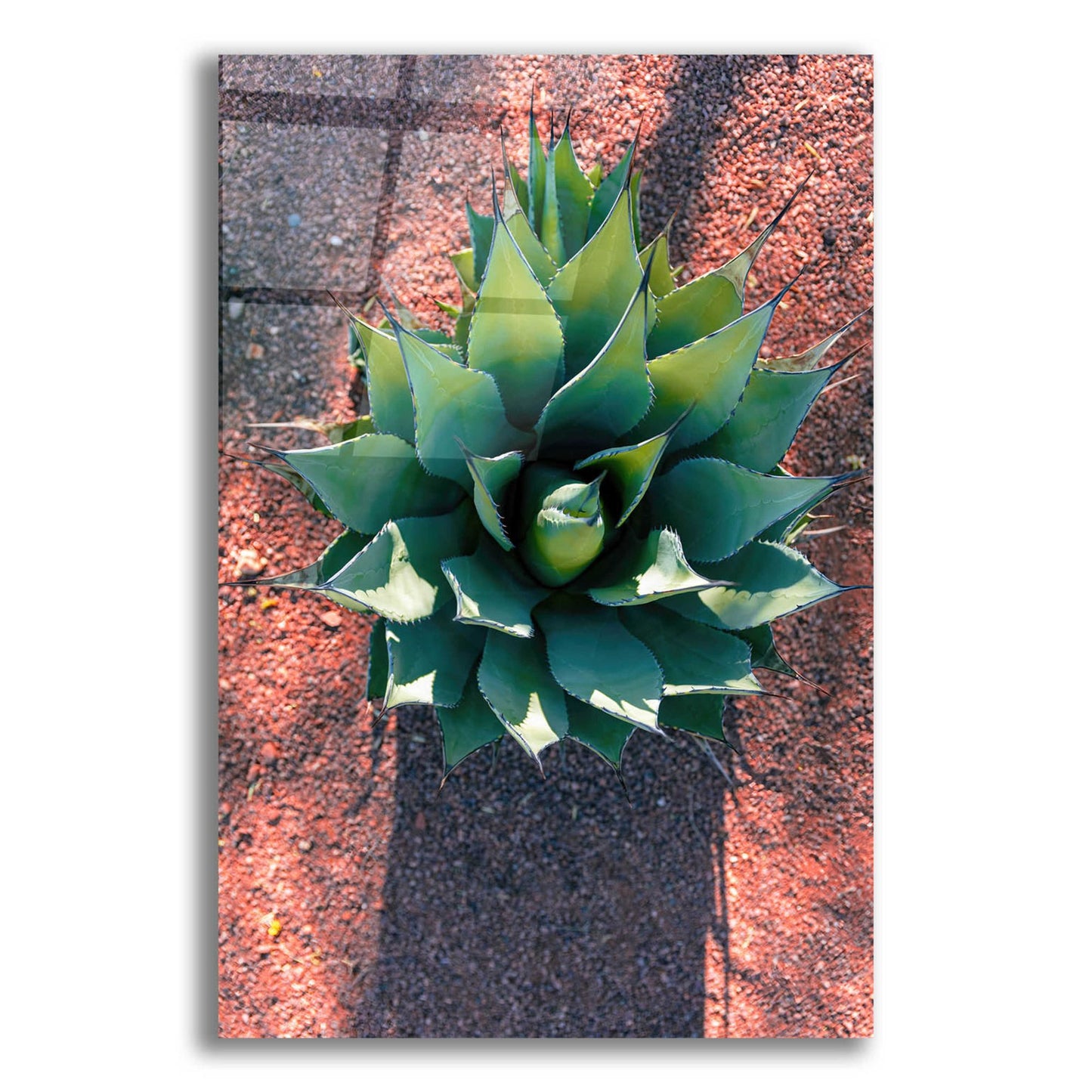 Epic Art 'Utah - Cactus 1' by Epic Portfolio, Acrylic Glass Wall Art