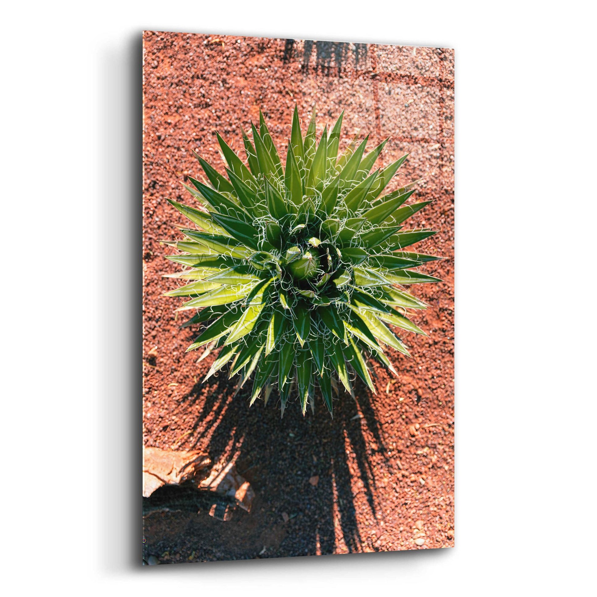 Epic Art 'Utah - Cactus 2' by Epic Portfolio, Acrylic Glass Wall Art,12x16