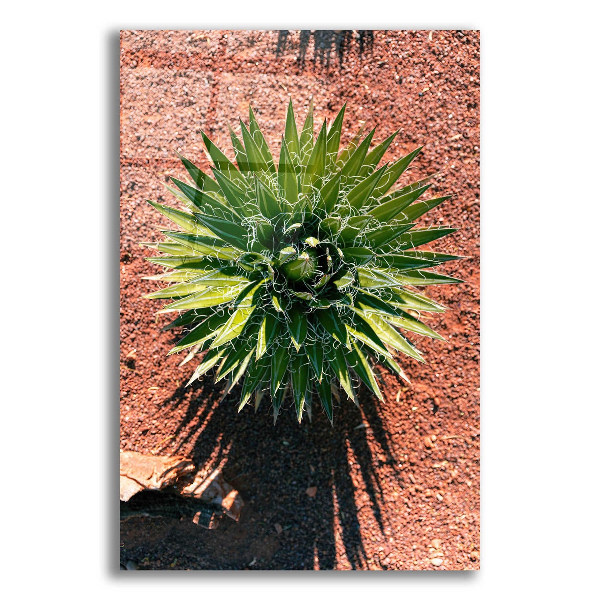 Epic Art 'Utah - Cactus 2' by Epic Portfolio, Acrylic Glass Wall Art,12x16