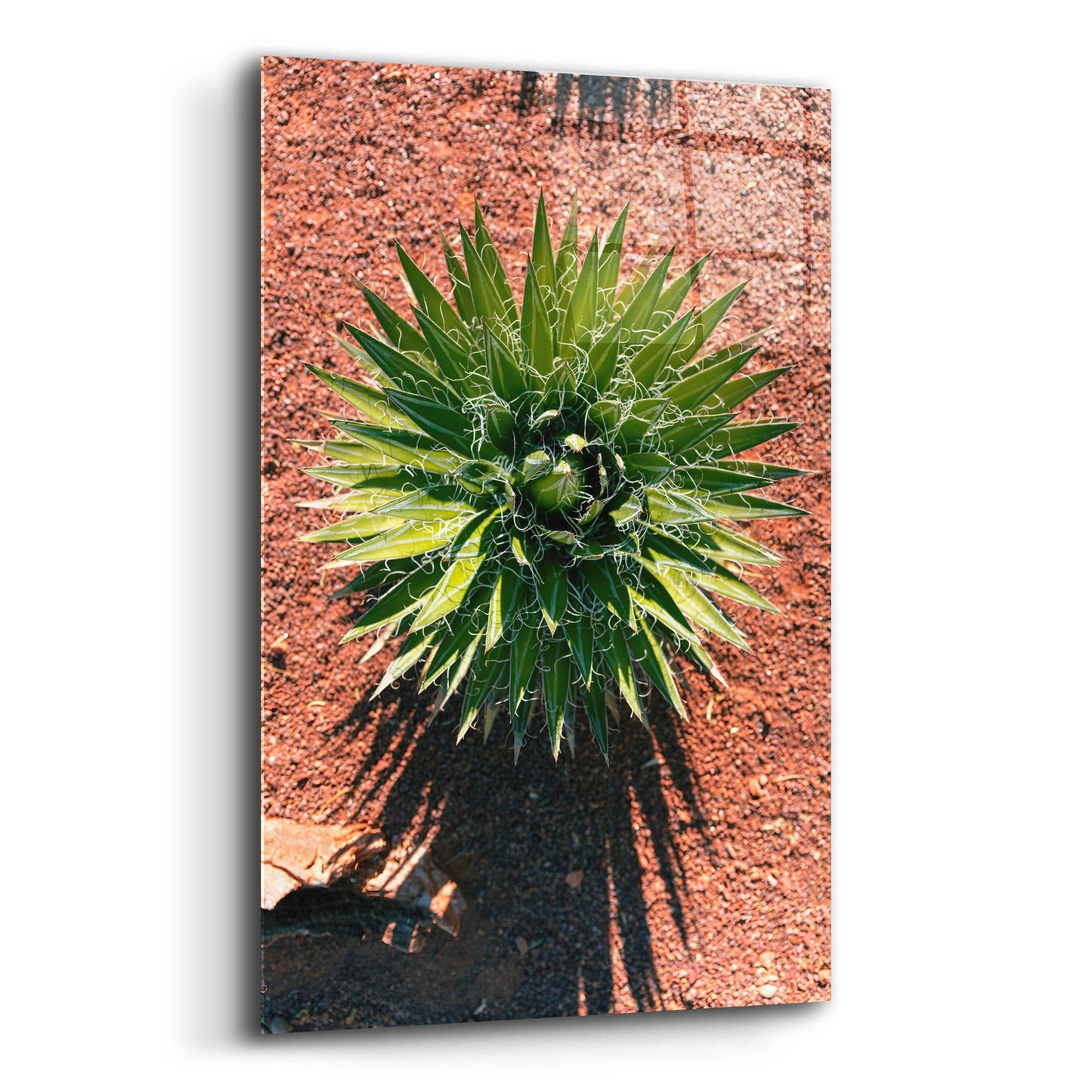 Epic Art 'Utah - Cactus 2' by Epic Portfolio, Acrylic Glass Wall Art,16x24