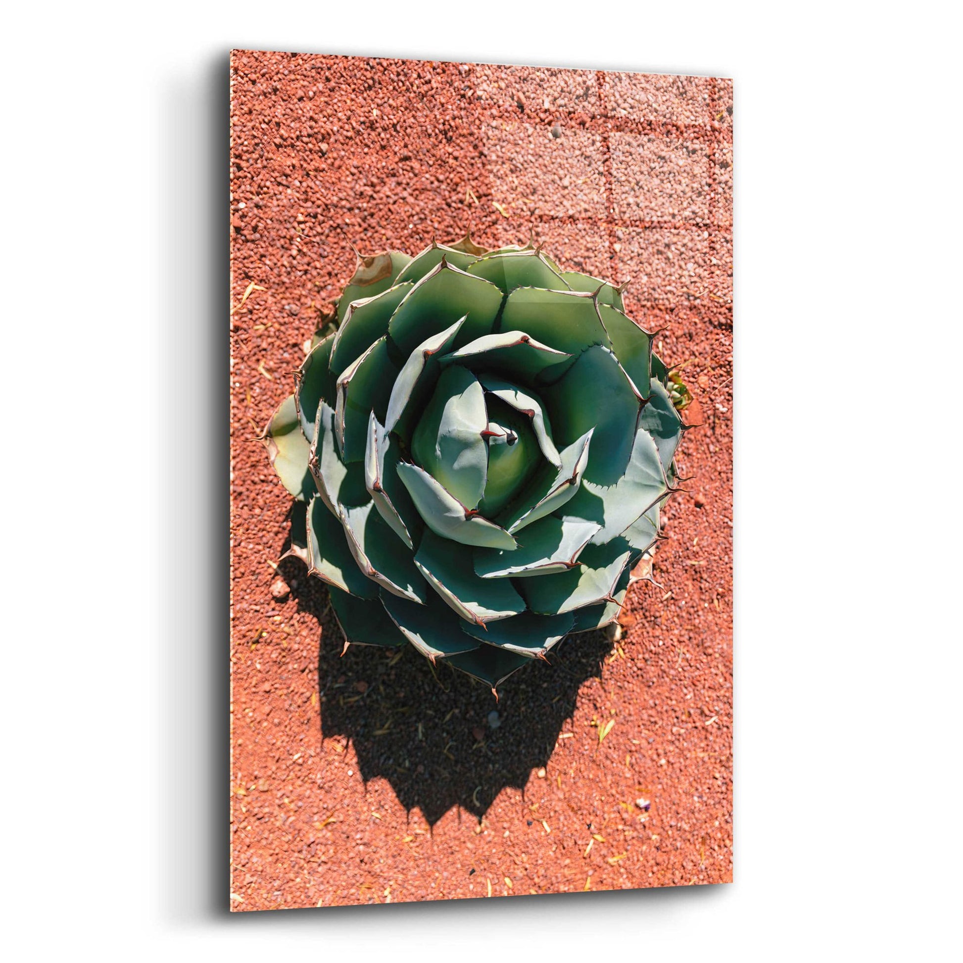 Epic Art 'Utah - Cactus 3' by Epic Portfolio, Acrylic Glass Wall Art,12x16