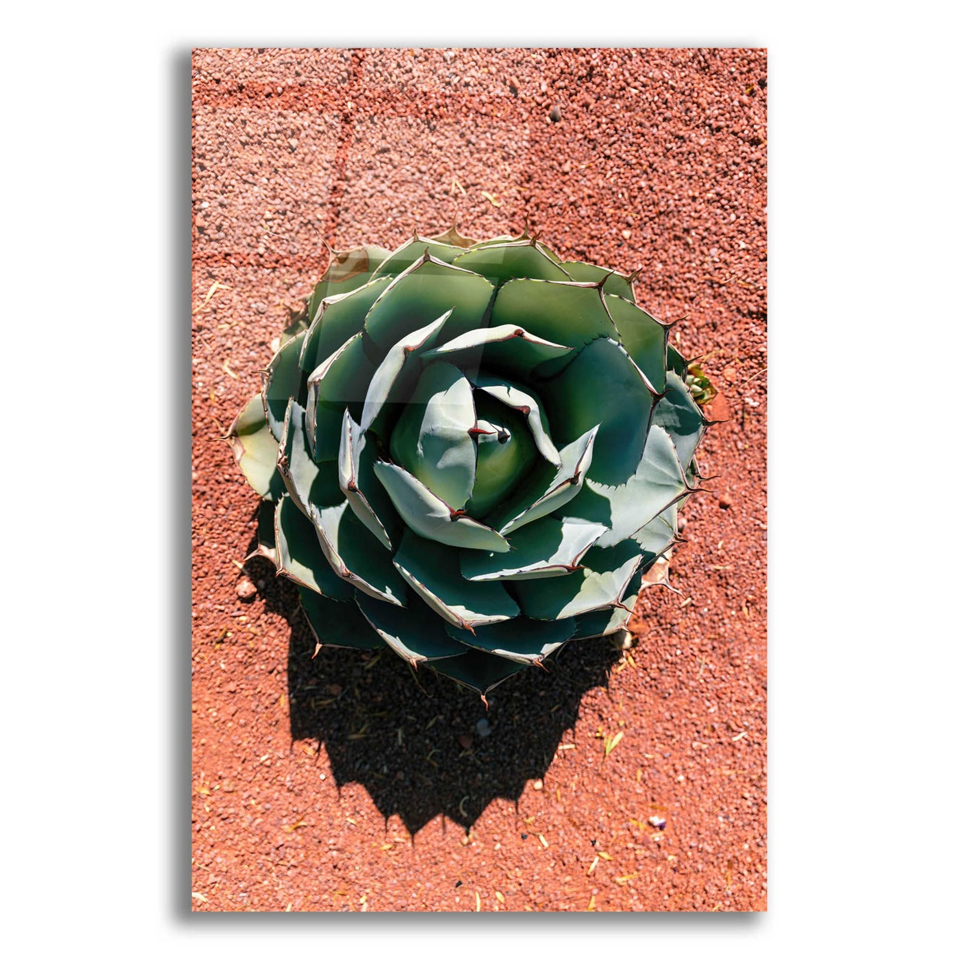 Epic Art 'Utah - Cactus 3' by Epic Portfolio, Acrylic Glass Wall Art,12x16