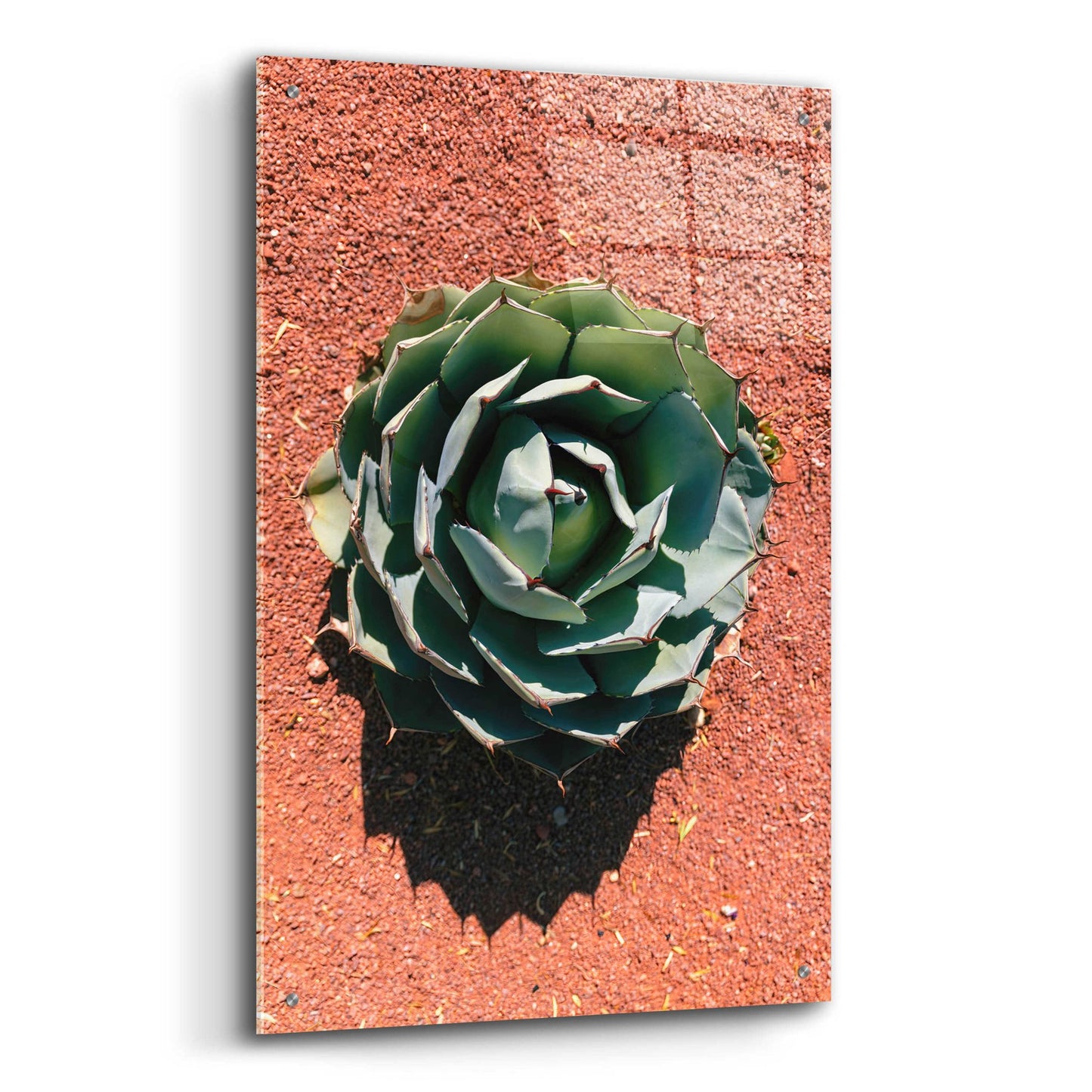 Epic Art 'Utah - Cactus 3' by Epic Portfolio, Acrylic Glass Wall Art,24x36