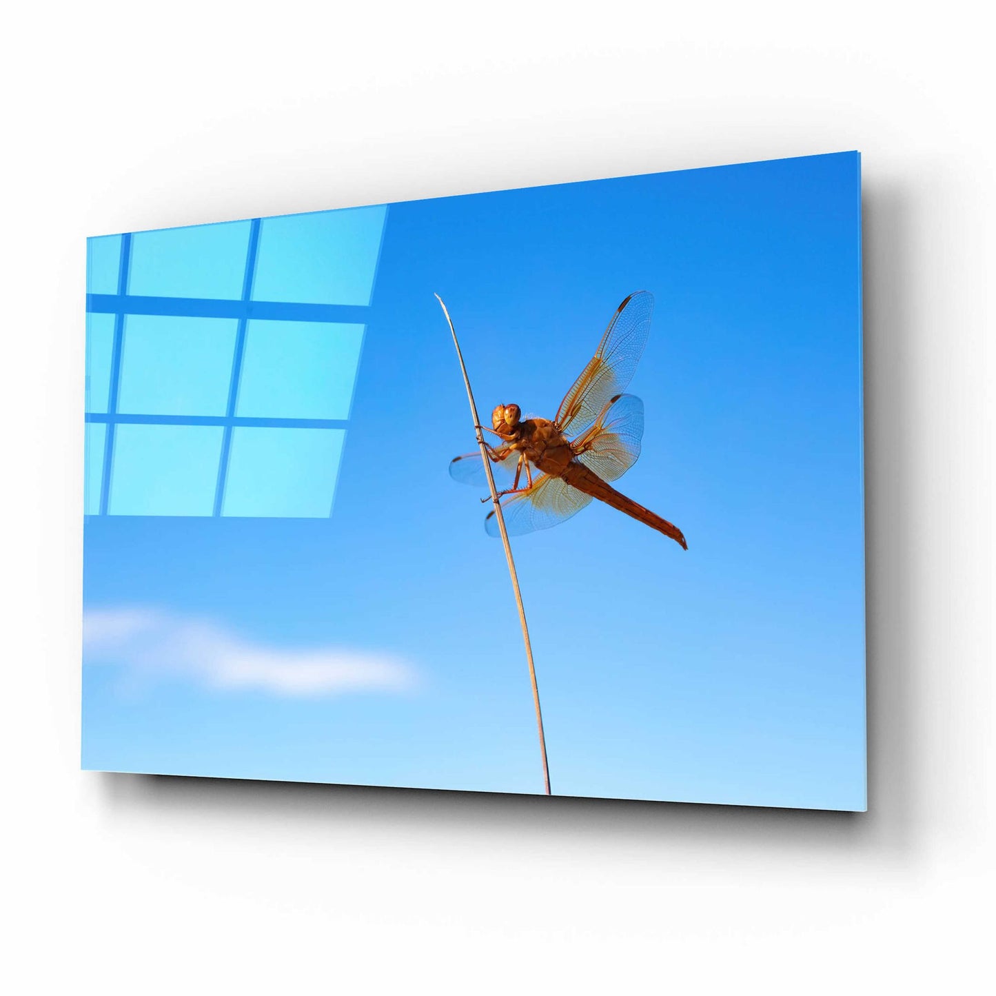Epic Art 'Utah - Insect' by Epic Portfolio, Acrylic Glass Wall Art,16x12