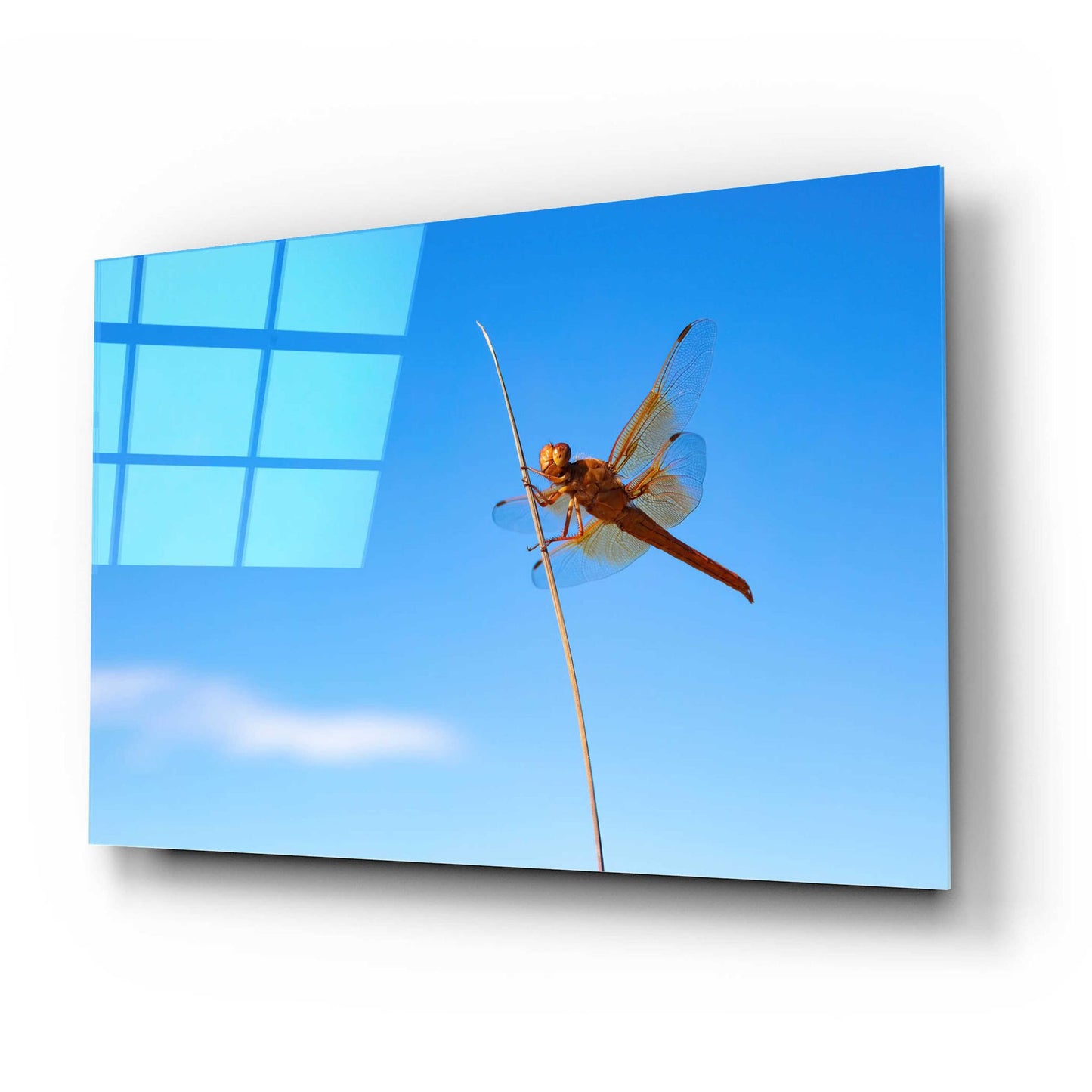 Epic Art 'Utah - Insect' by Epic Portfolio, Acrylic Glass Wall Art,24x16