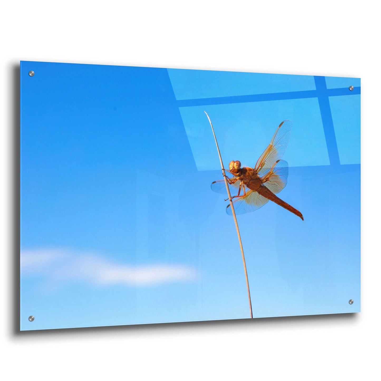 Epic Art 'Utah - Insect' by Epic Portfolio, Acrylic Glass Wall Art,36x24