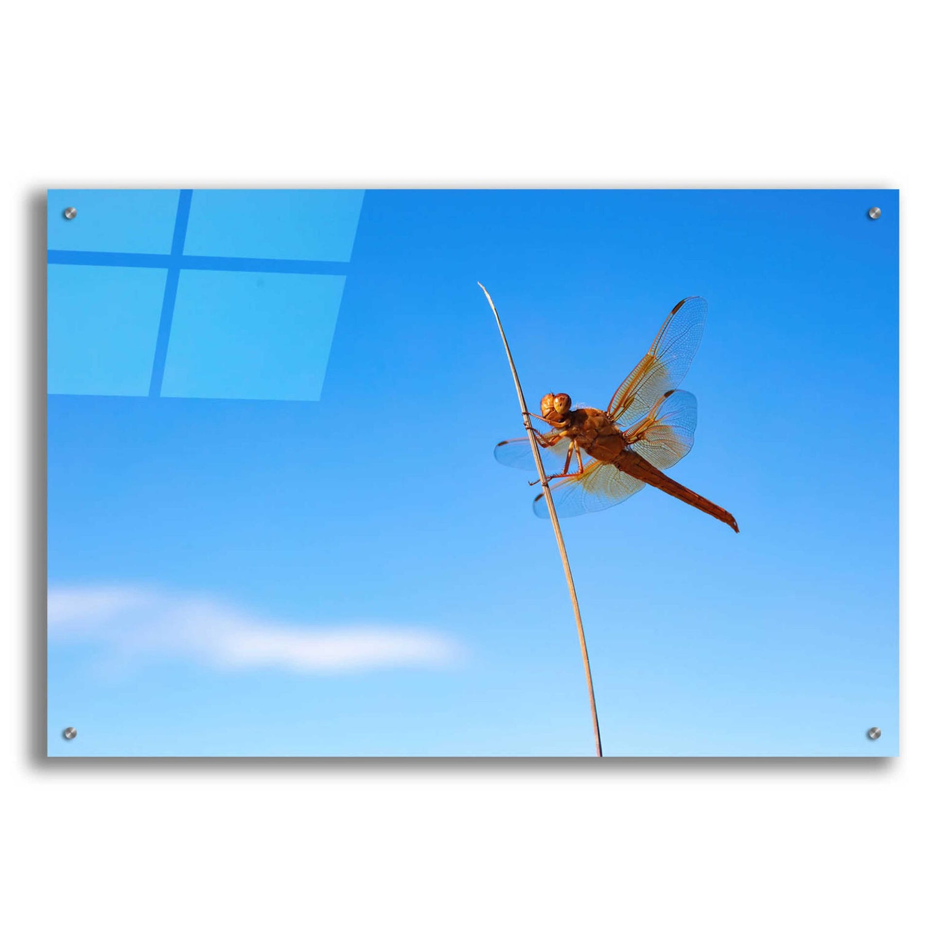 Epic Art 'Utah - Insect' by Epic Portfolio, Acrylic Glass Wall Art,36x24