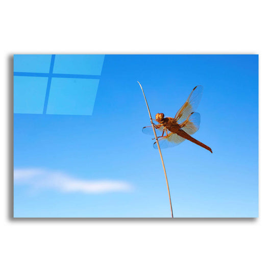 Epic Art 'Utah - Insect' by Epic Portfolio, Acrylic Glass Wall Art