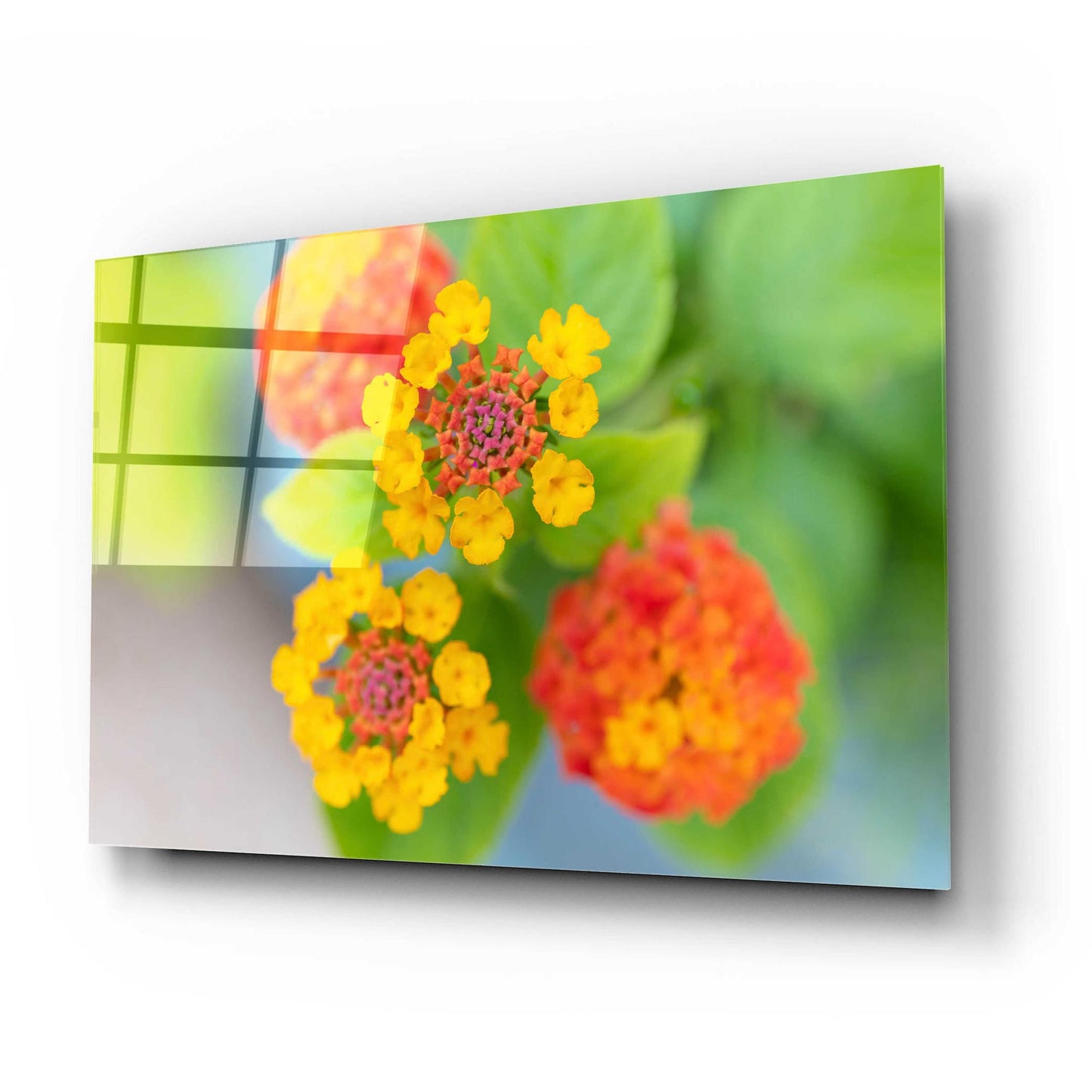 Epic Art 'Flowers' by Epic Portfolio, Acrylic Glass Wall Art,24x16