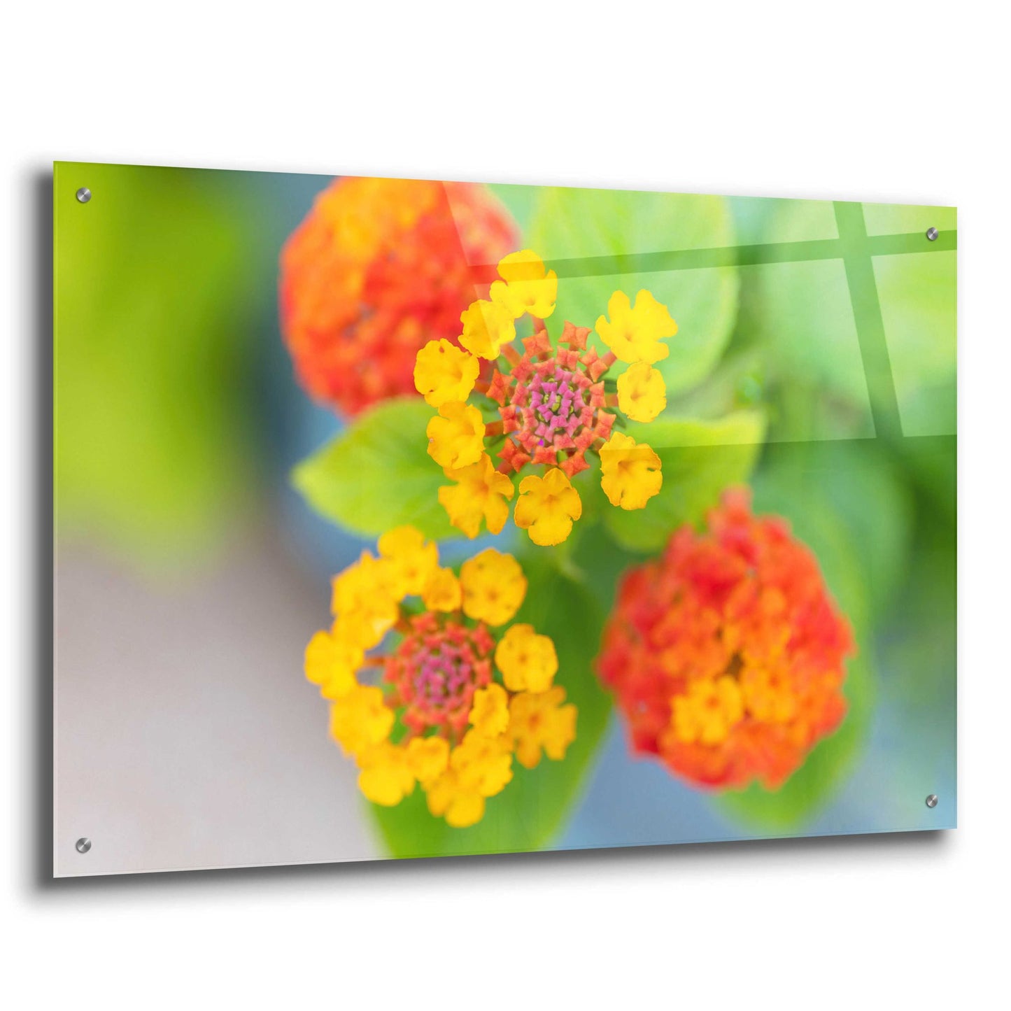 Epic Art 'Flowers' by Epic Portfolio, Acrylic Glass Wall Art,36x24