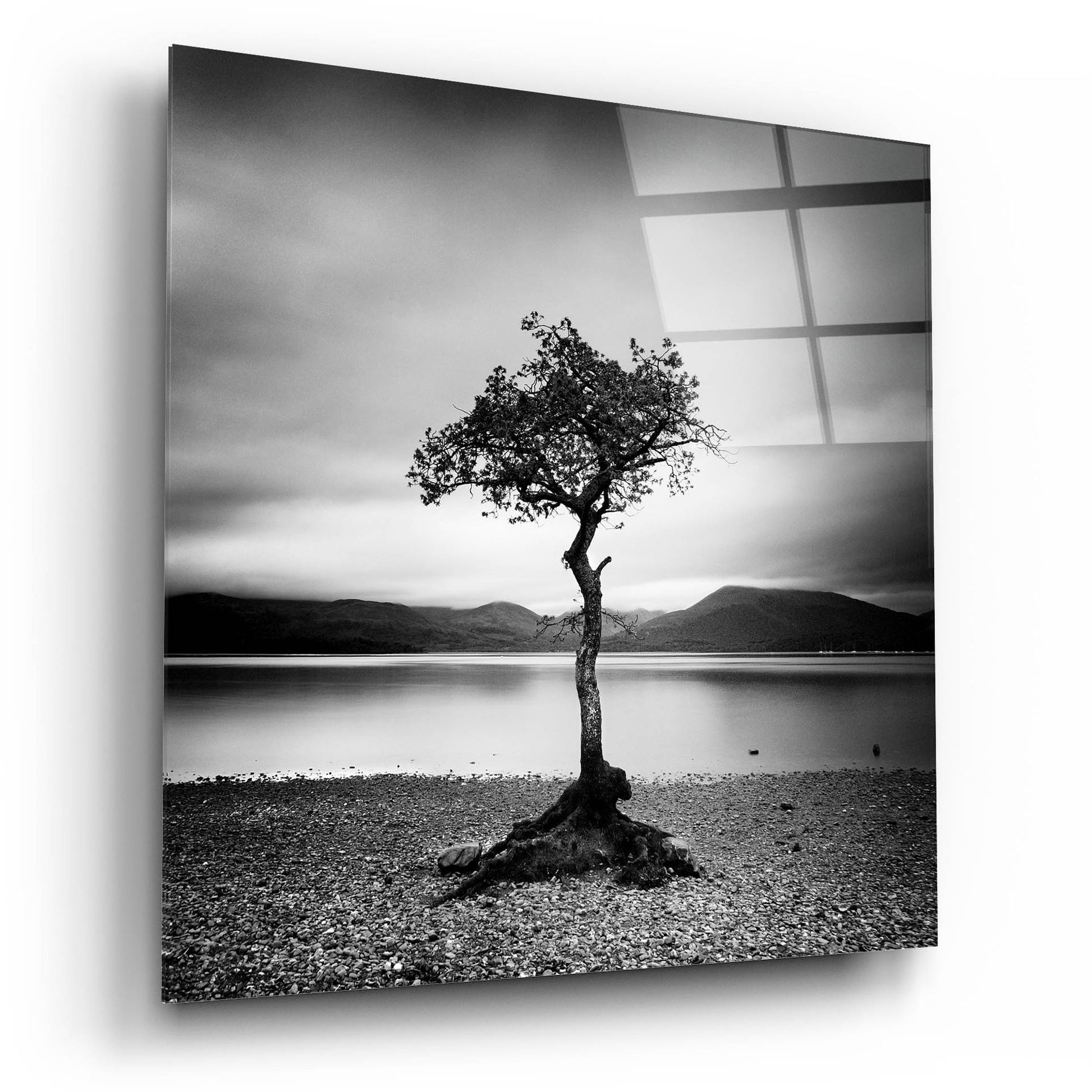 Epic Art 'Millarrochy Tree' by Nina Papiorek, Acrylic Glass Wall Art,12x12