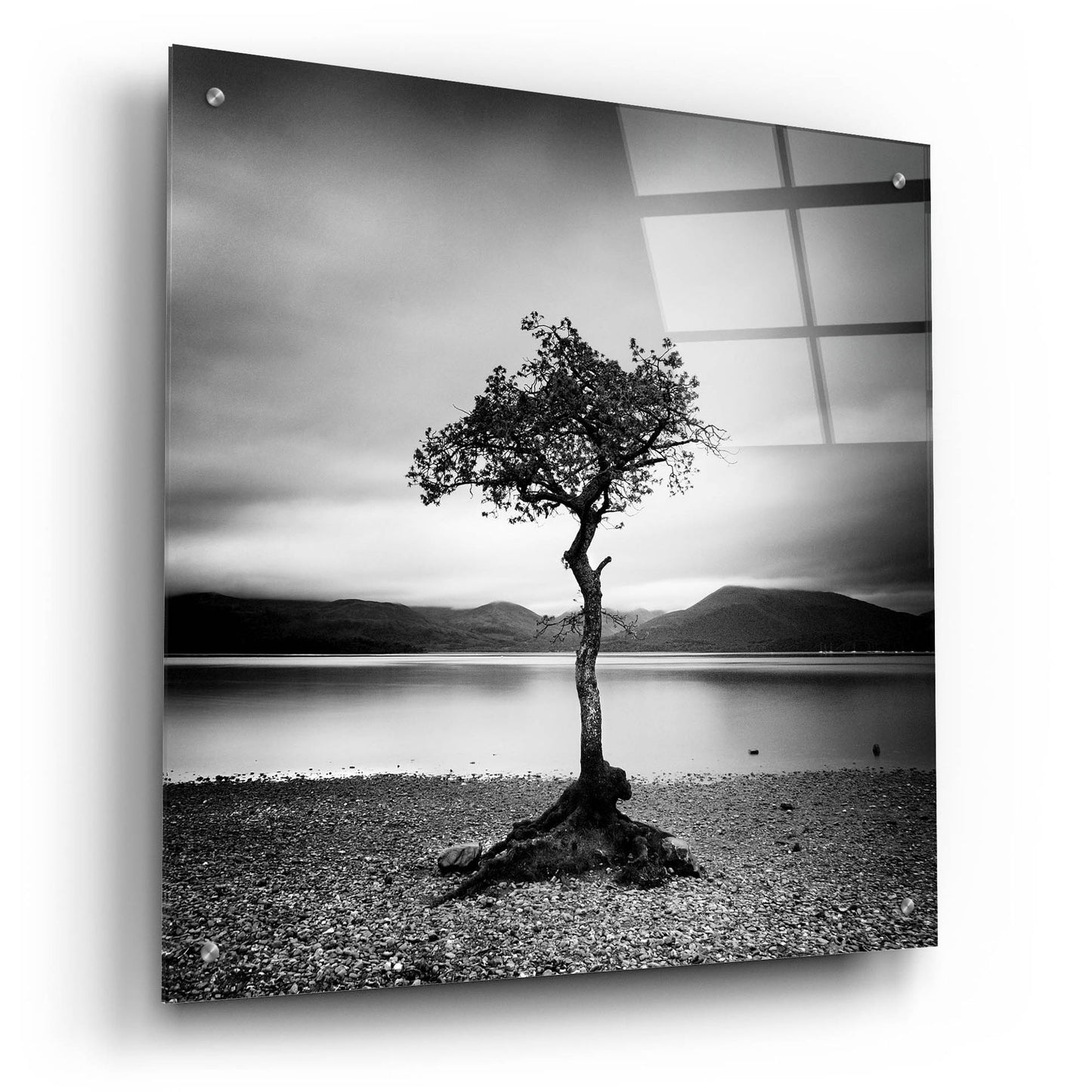 Epic Art 'Millarrochy Tree' by Nina Papiorek, Acrylic Glass Wall Art,24x24