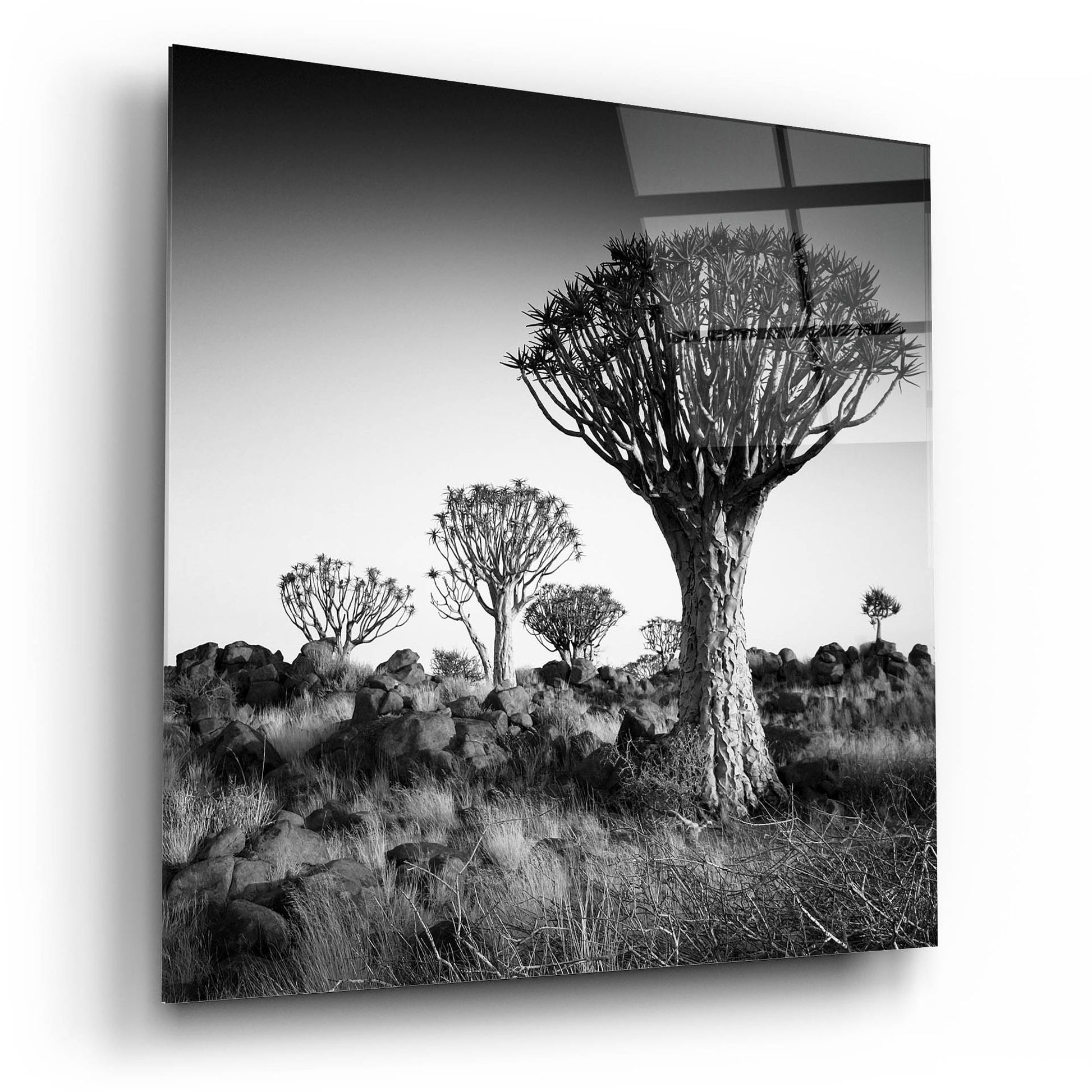 Epic Art 'Namibia Quiver Trees' by Nina Papiorek, Acrylic Glass Wall Art,12x12