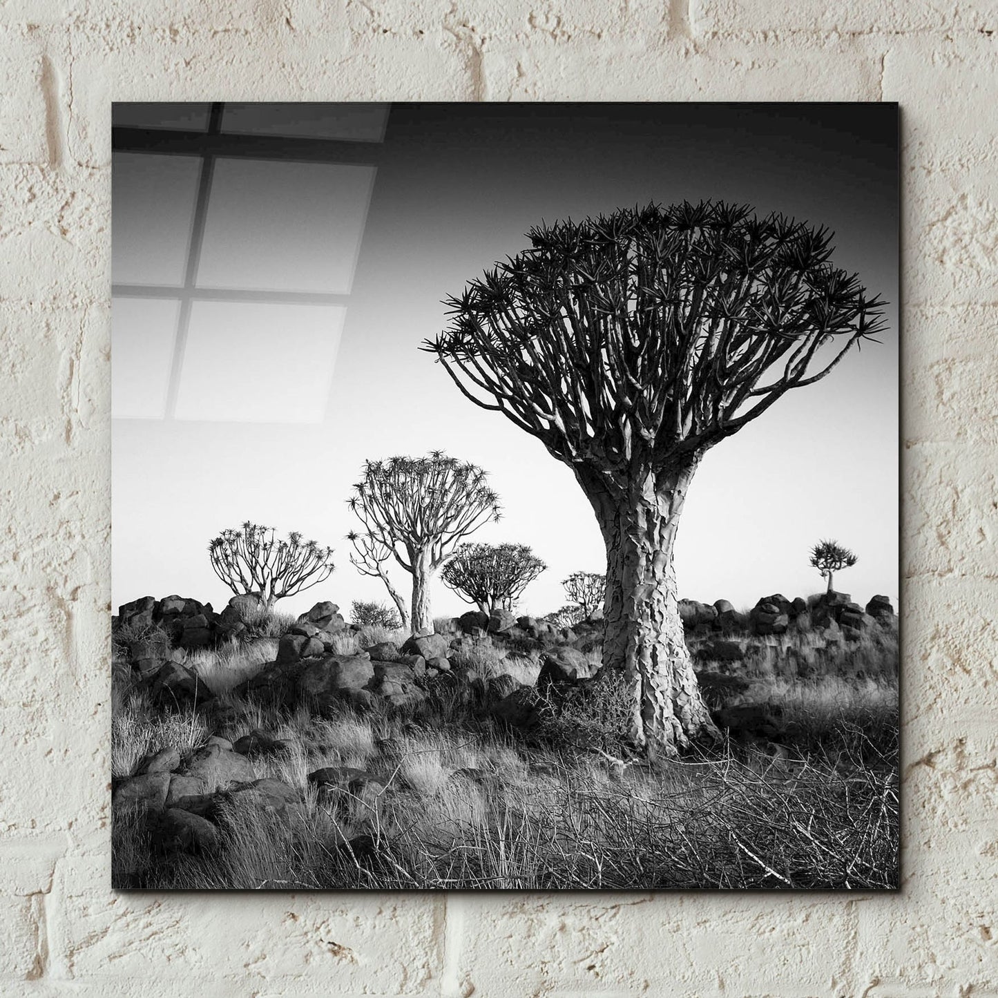 Epic Art 'Namibia Quiver Trees' by Nina Papiorek, Acrylic Glass Wall Art,12x12