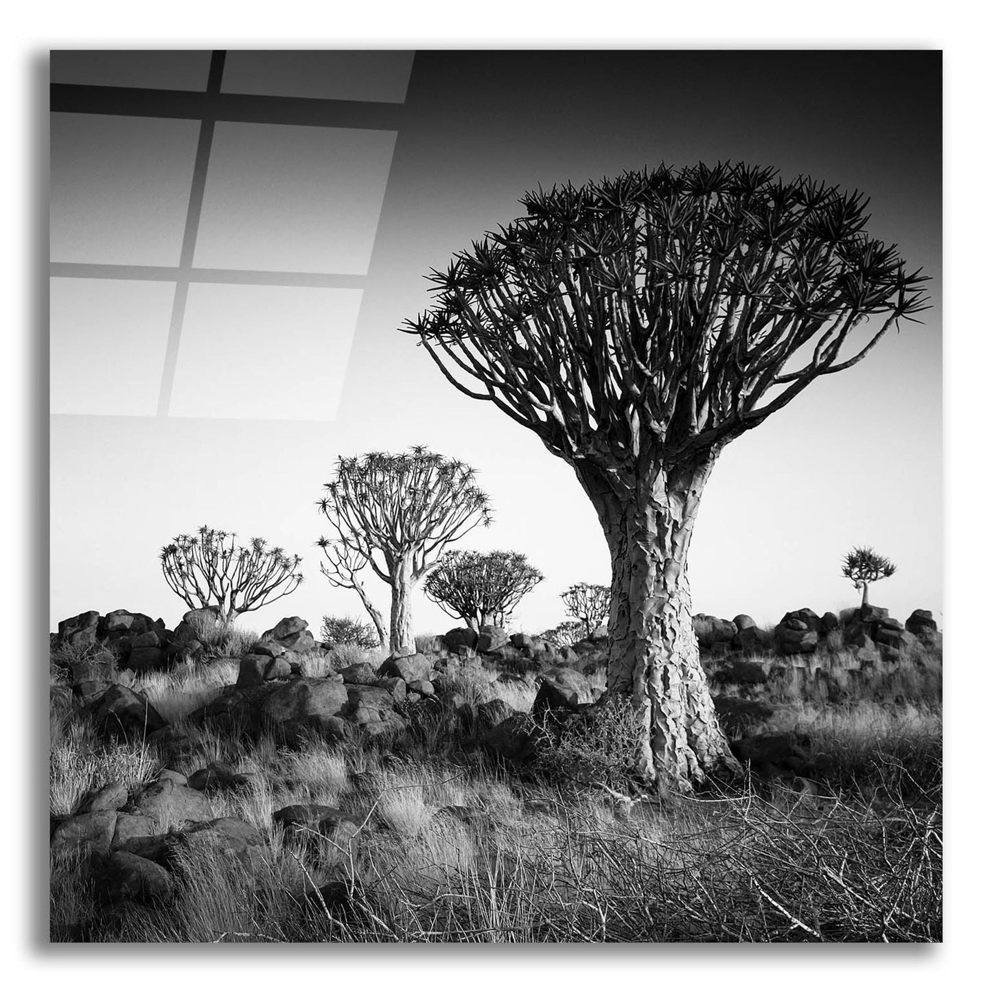 Epic Art 'Namibia Quiver Trees' by Nina Papiorek, Acrylic Glass Wall Art,12x12