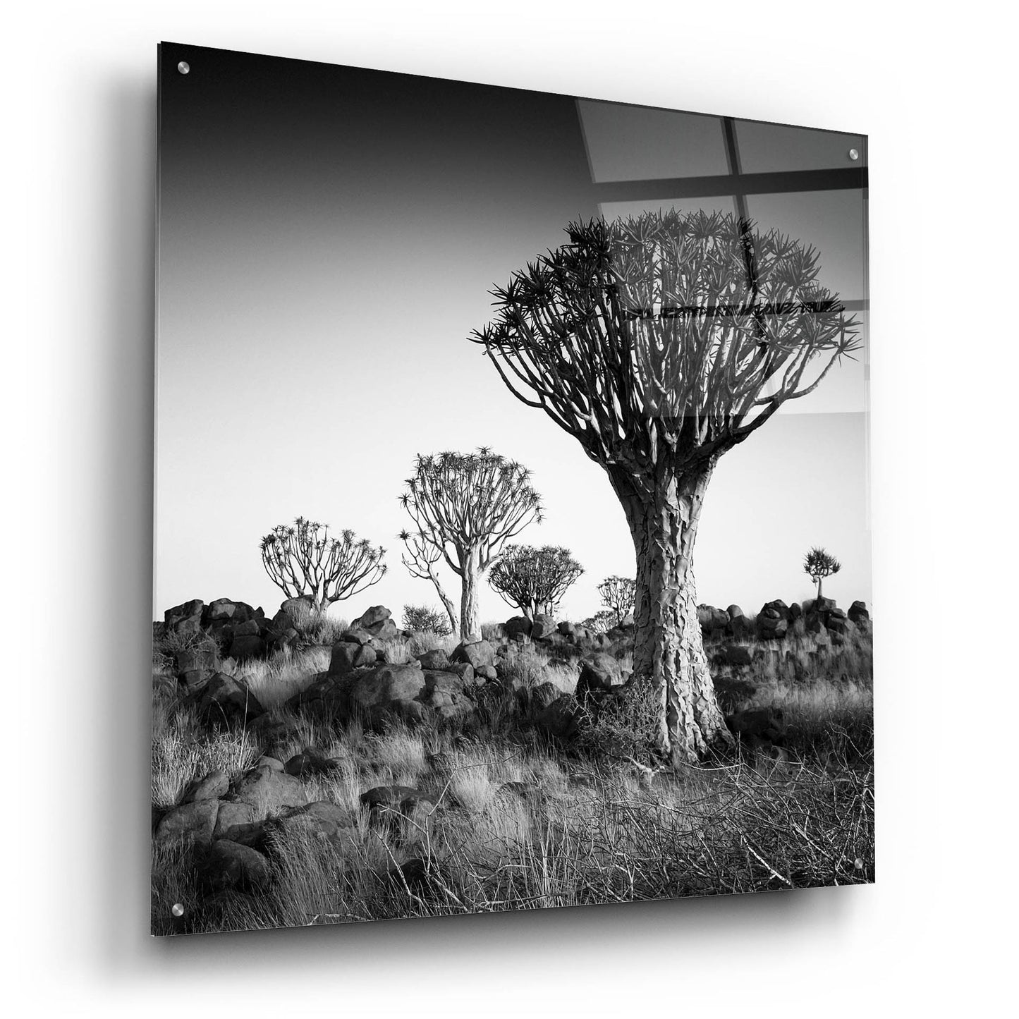 Epic Art 'Namibia Quiver Trees' by Nina Papiorek, Acrylic Glass Wall Art,36x36