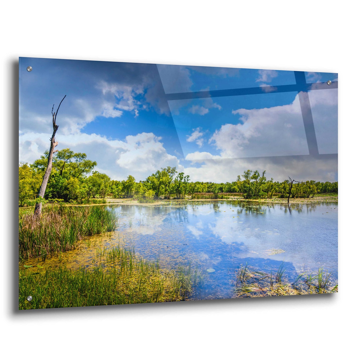 Epic Art 'Brazos Bend Sunny Afternoon' by Grace Fine Arts Photography, Acrylic Glass Wall Art,36x24