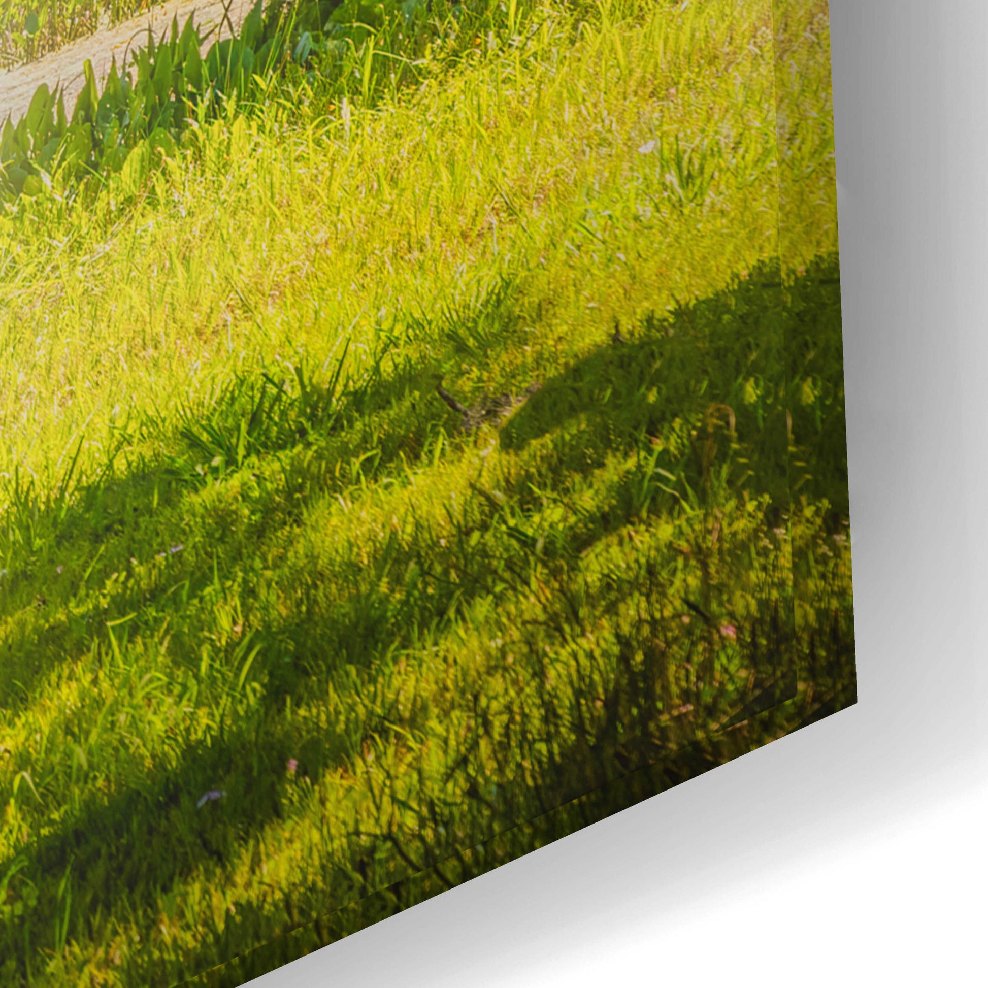 Epic Art 'Texas Pond on a Sunny Afternoon' by Grace Fine Arts Photography, Acrylic Glass Wall Art,24x16