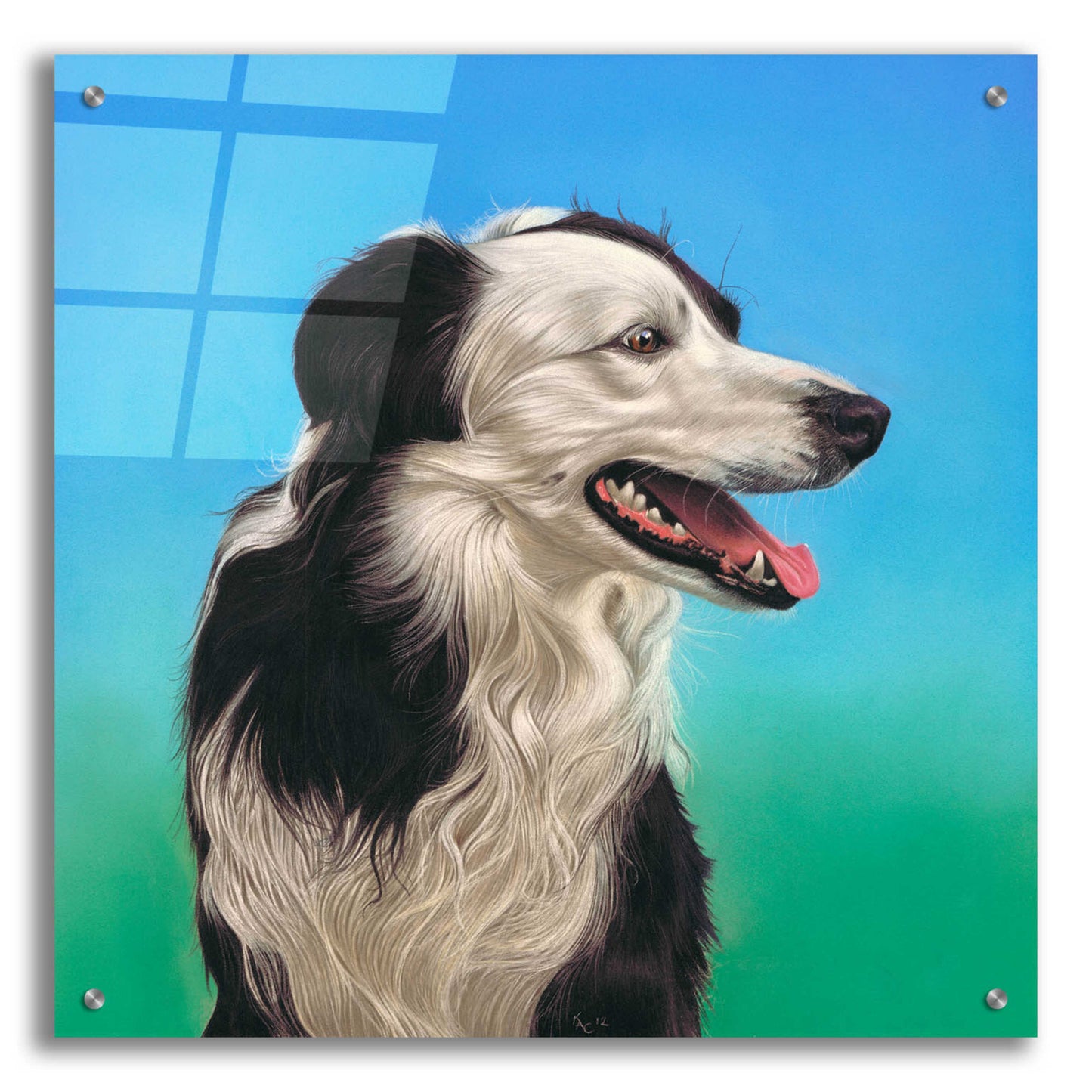 Epic Art 'Collie Jud' by Karie-Ann Cooper, Acrylic Glass Wall Art,24x24