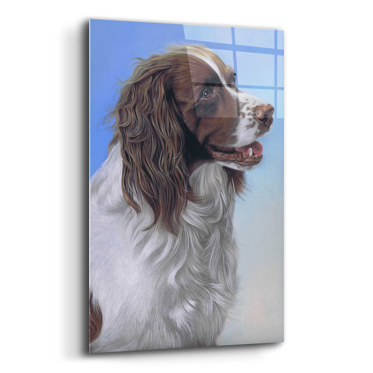 Epic Art 'Springer Spaniel Brodie' by Karie-Ann Cooper, Acrylic Glass Wall Art,16x24