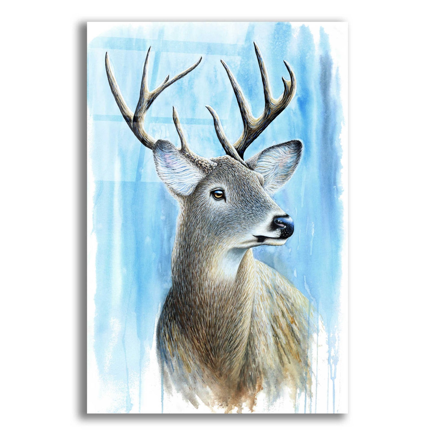 Epic Art 'Buck' by Michelle Faber, Acrylic Glass Wall Art,12x16