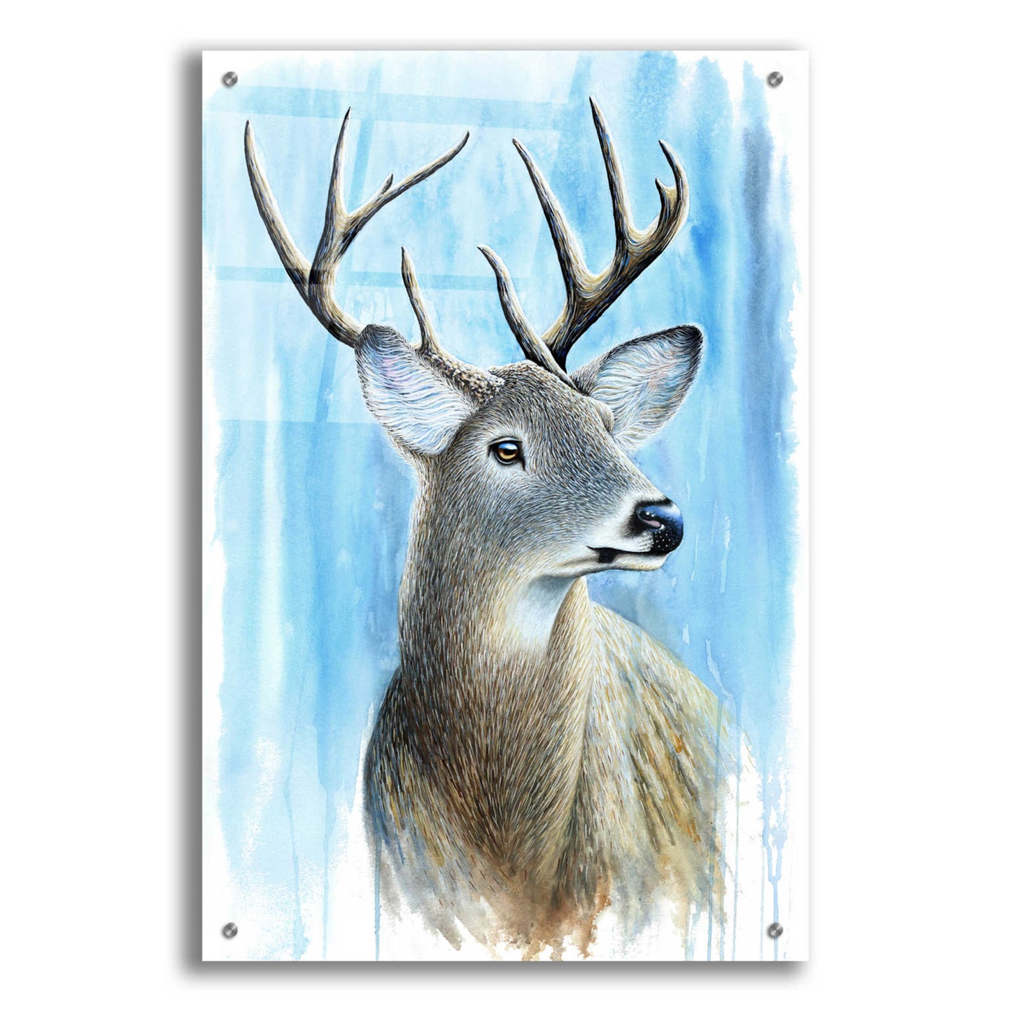 Epic Art 'Buck' by Michelle Faber, Acrylic Glass Wall Art,24x36