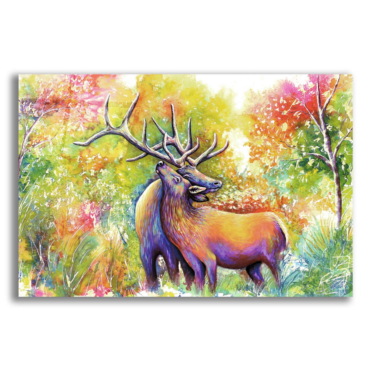 Epic Art 'Elk Love' by Michelle Faber, Acrylic Glass Wall Art,24x16