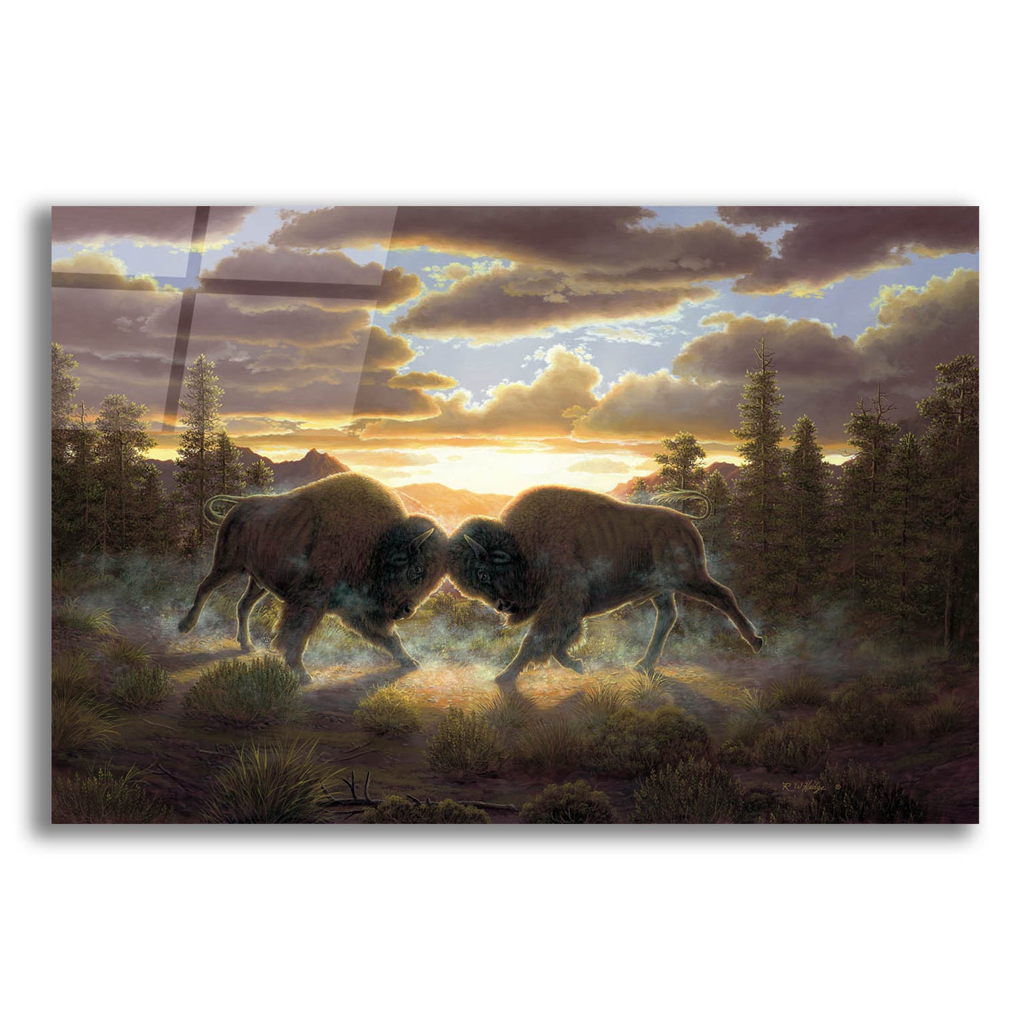 Epic Art 'Buffalo' by R. Hed, Acrylic Glass Wall Art,16x12