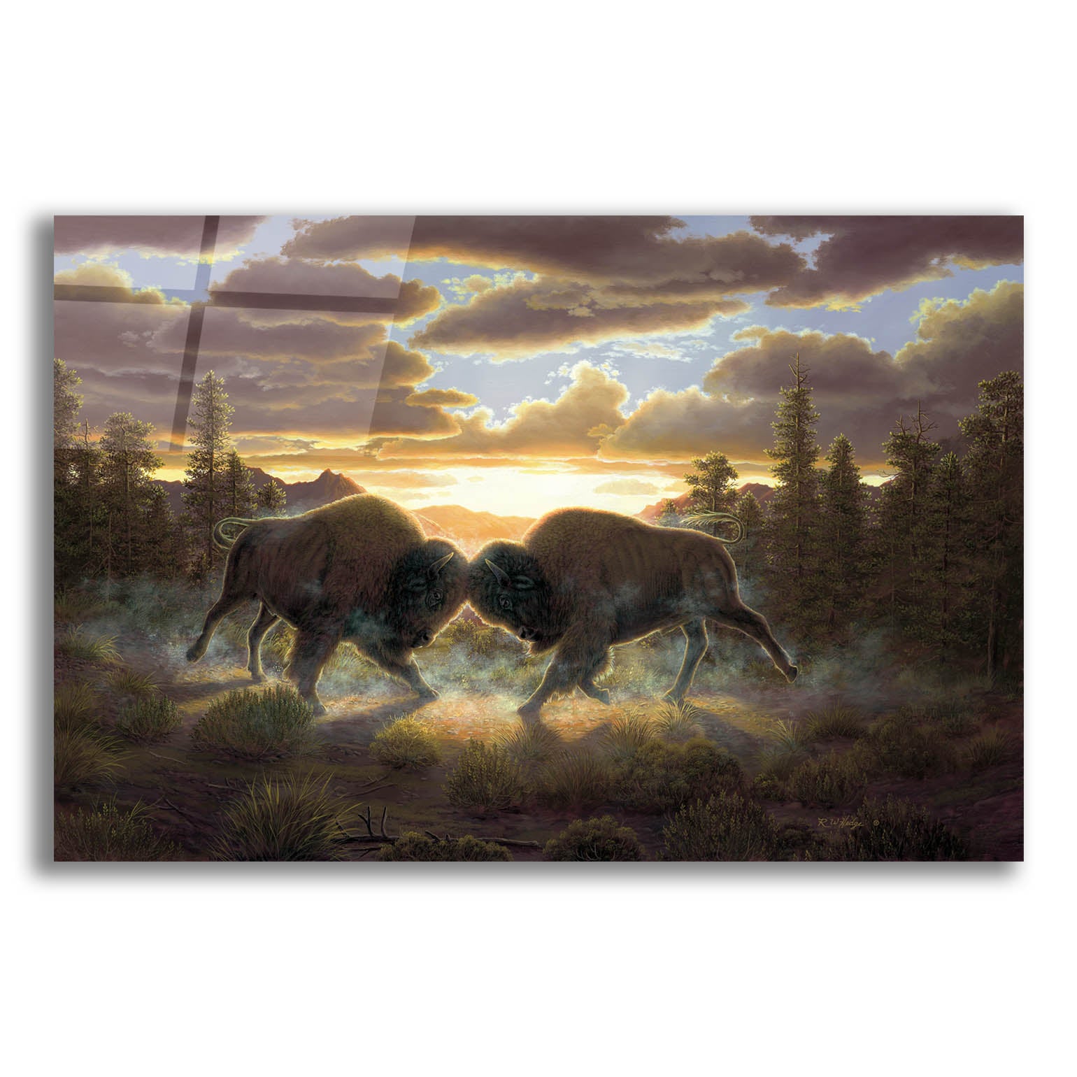 Epic Art 'Buffalo' by R. Hed, Acrylic Glass Wall Art,24x16