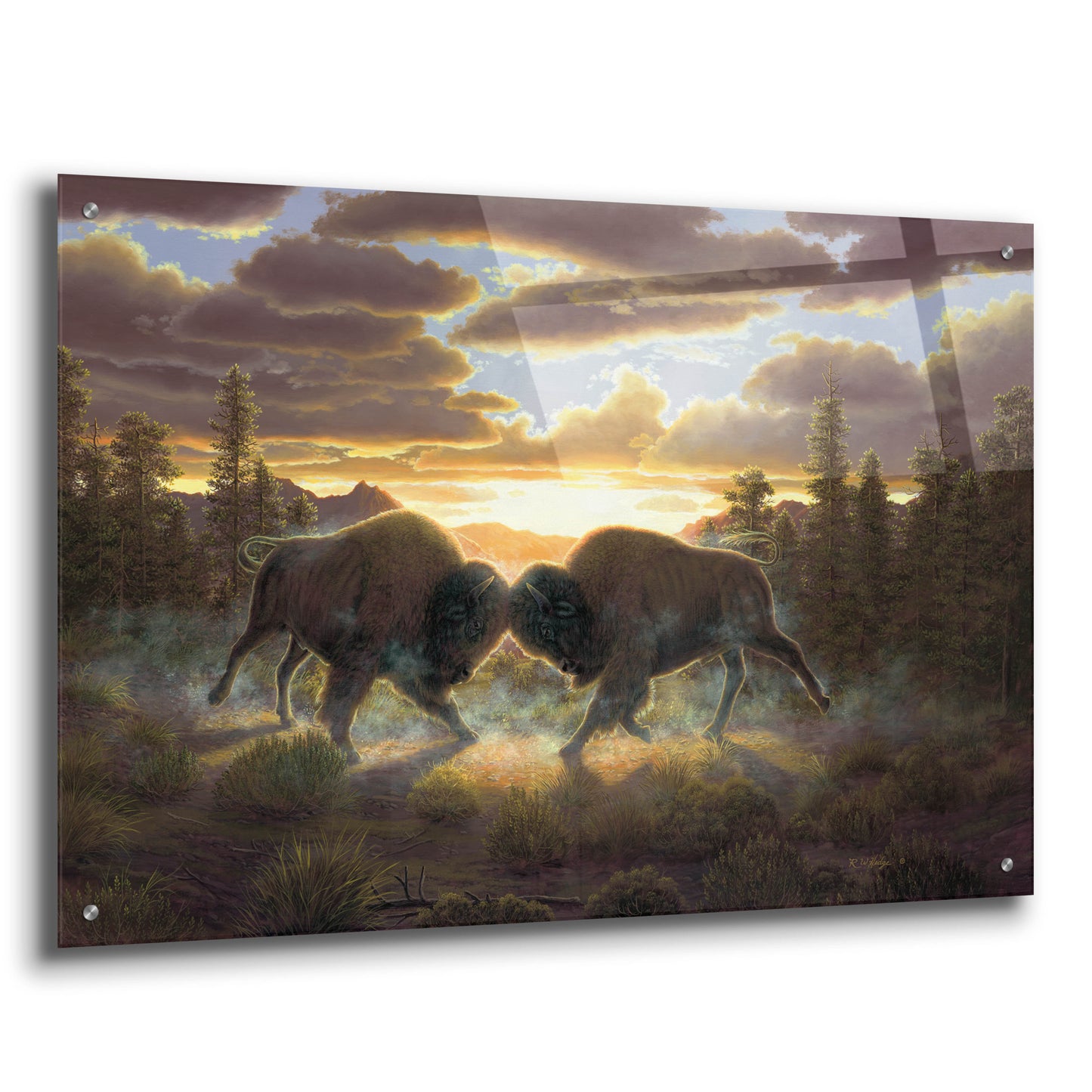 Epic Art 'Buffalo' by R. Hed, Acrylic Glass Wall Art,36x24