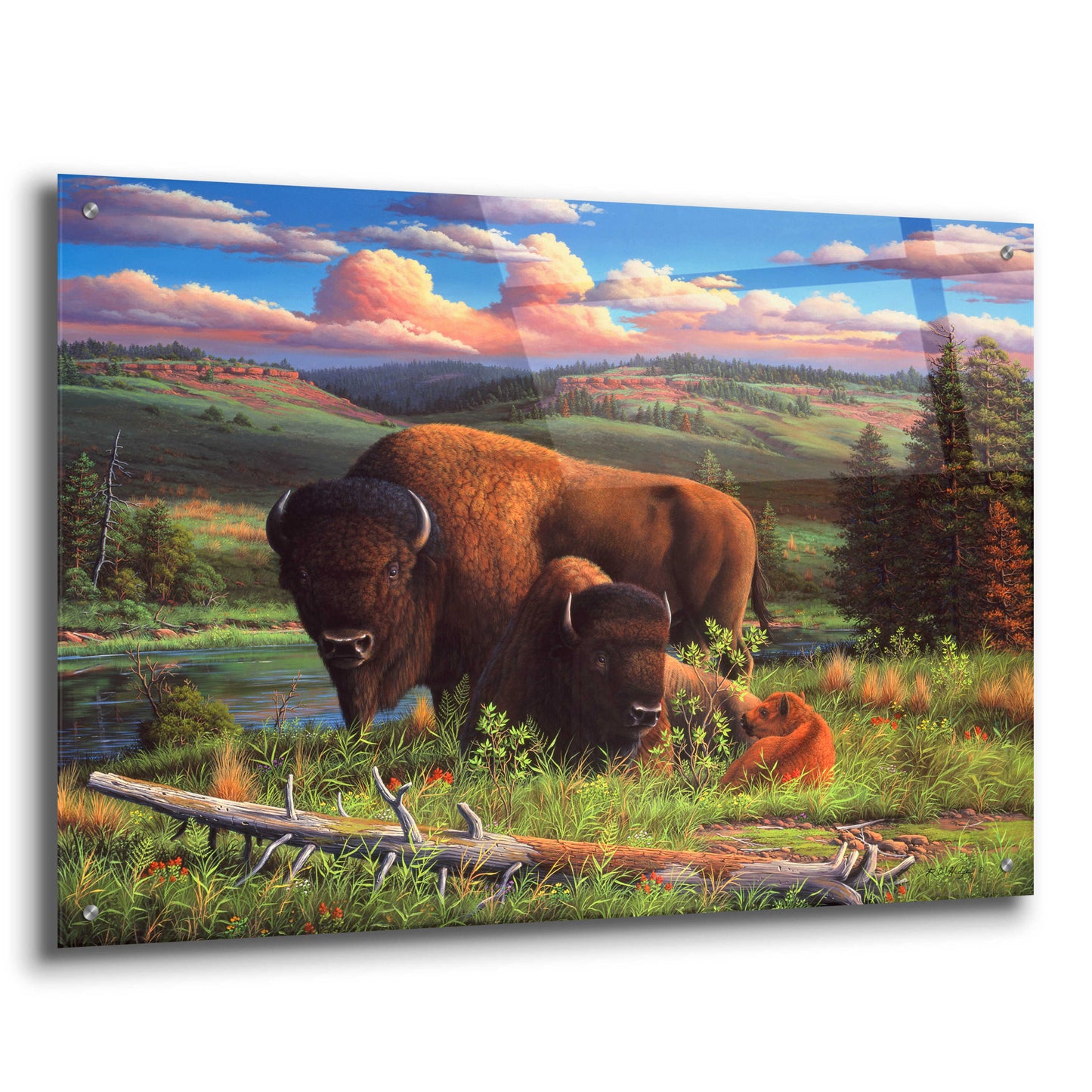 Epic Art 'Buffalo Nation' by R. Hed, Acrylic Glass Wall Art,36x24