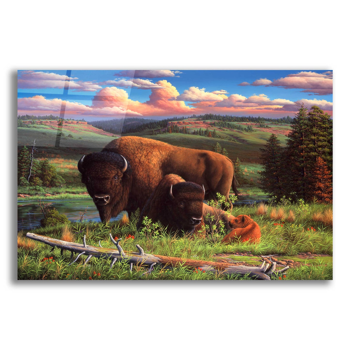 Epic Art 'Buffalo Nation' by R. Hed, Acrylic Glass Wall Art