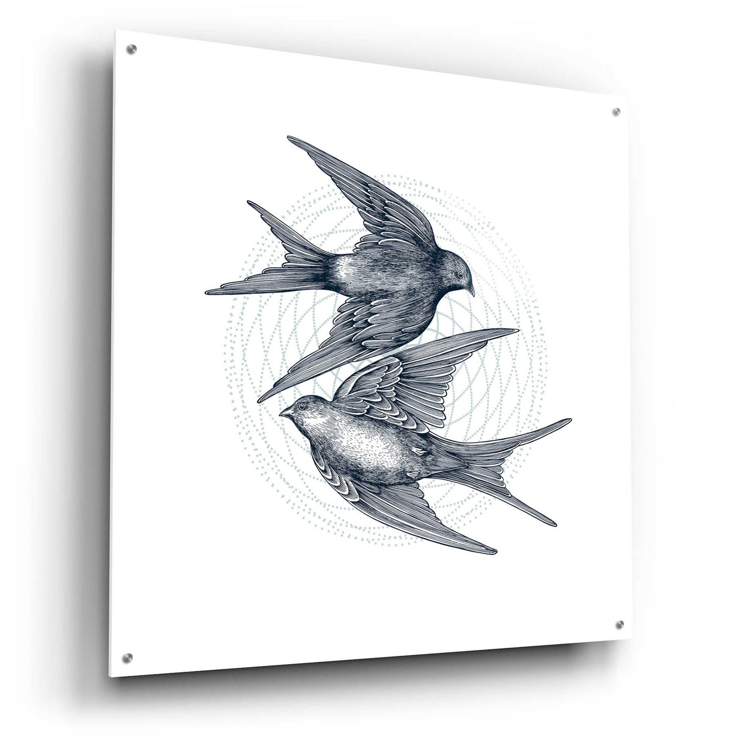 Epic Art 'Swirling Swallows' by Rachel Caldwell, Acrylic Glass Wall Art,36x36