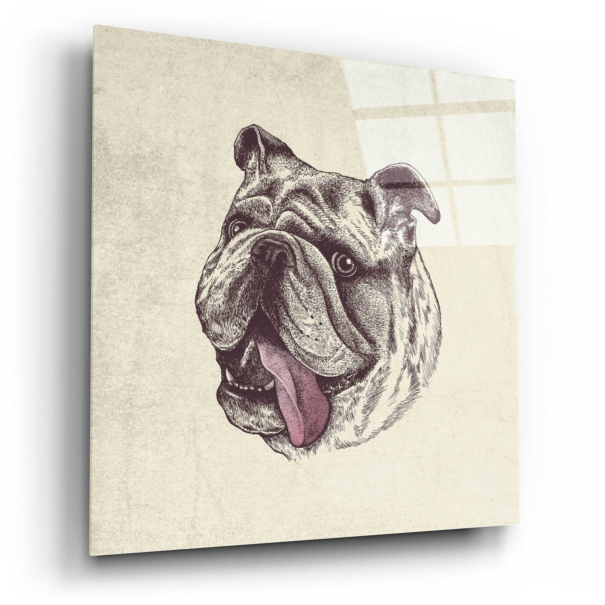 Epic Art 'Bulldog King' by Rachel Caldwell, Acrylic Glass Wall Art,12x12