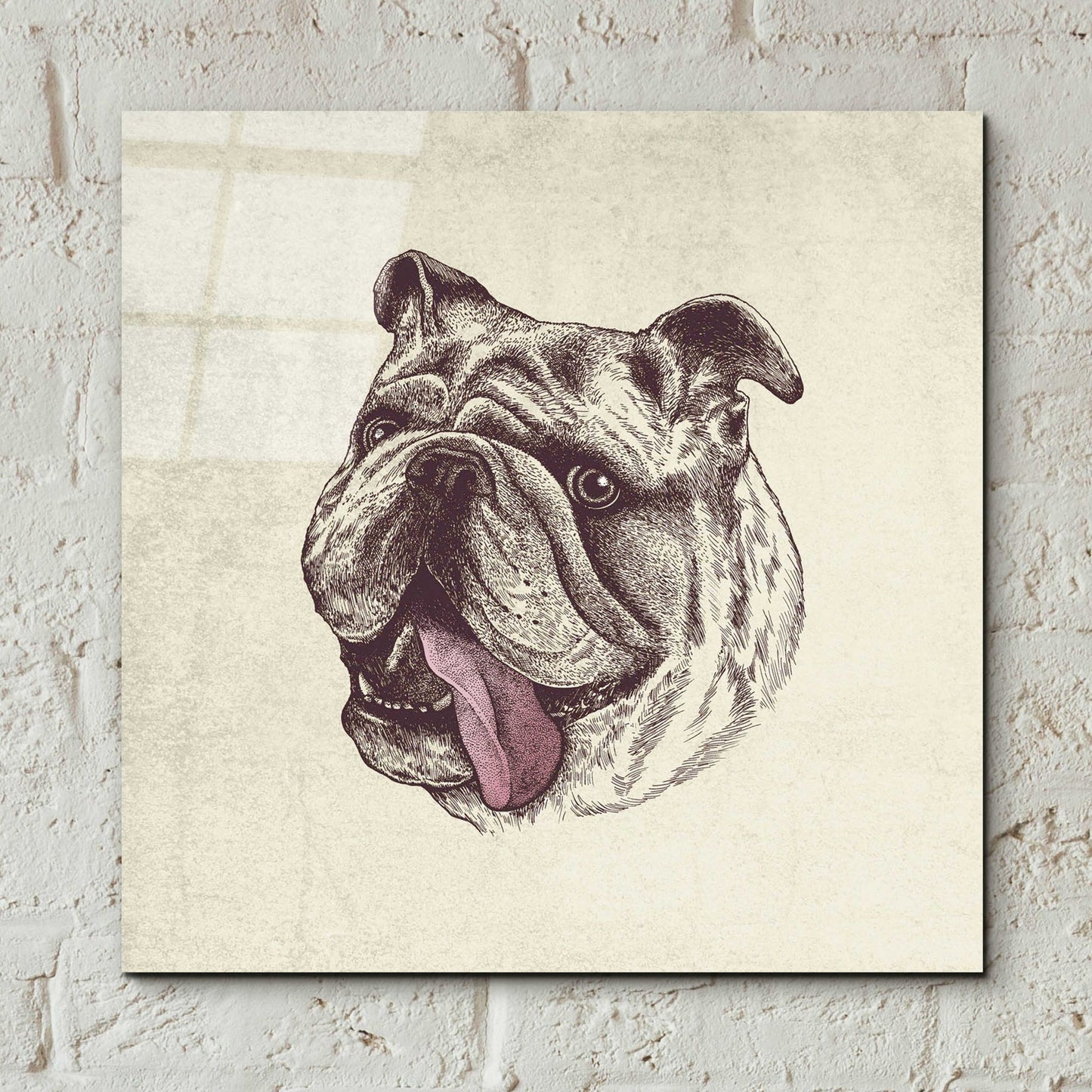 Epic Art 'Bulldog King' by Rachel Caldwell, Acrylic Glass Wall Art,12x12