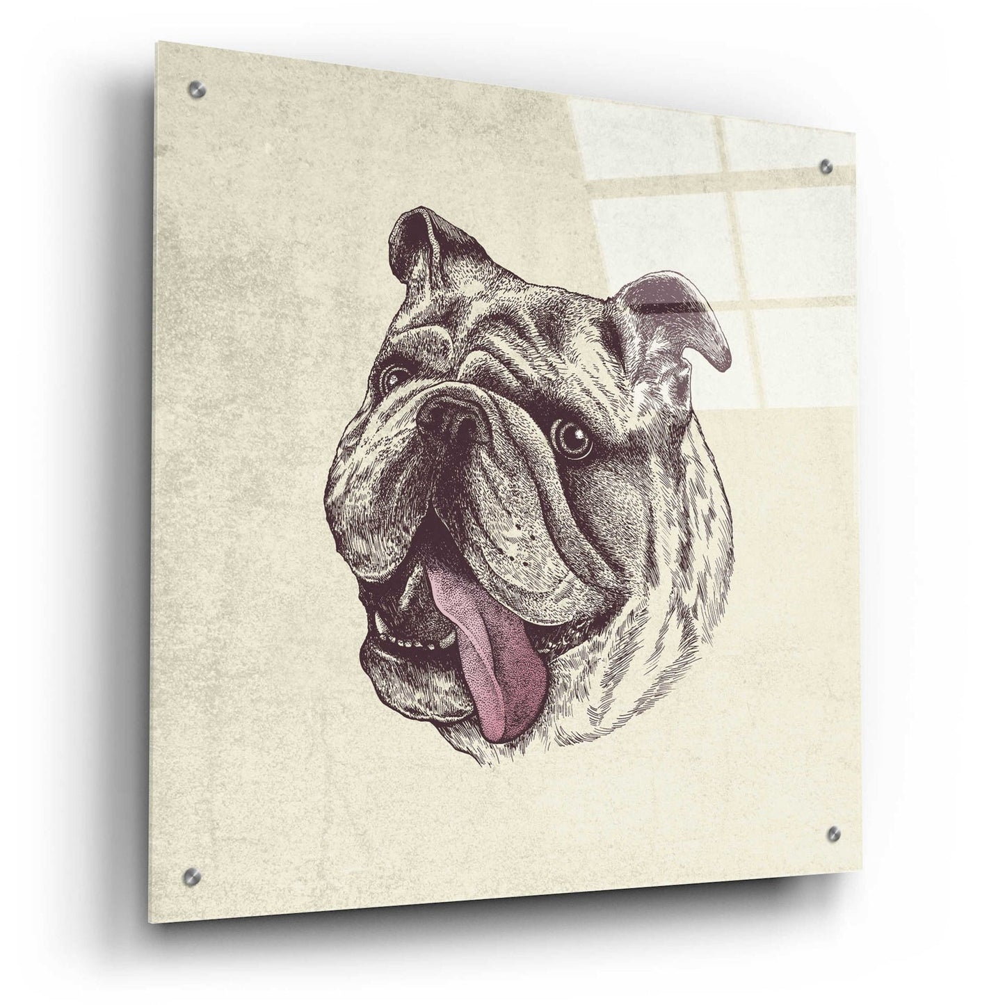 Epic Art 'Bulldog King' by Rachel Caldwell, Acrylic Glass Wall Art,24x24