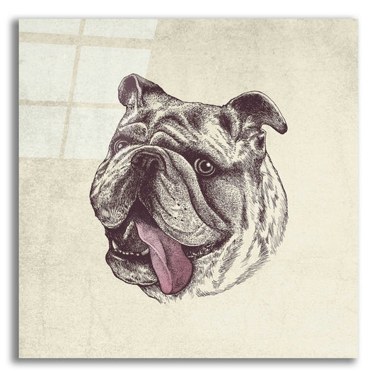 Epic Art 'Bulldog King' by Rachel Caldwell, Acrylic Glass Wall Art