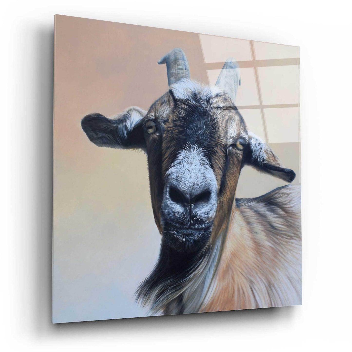 Epic Art 'Rosie' by Sam Dolman, Acrylic Glass Wall Art,12x12