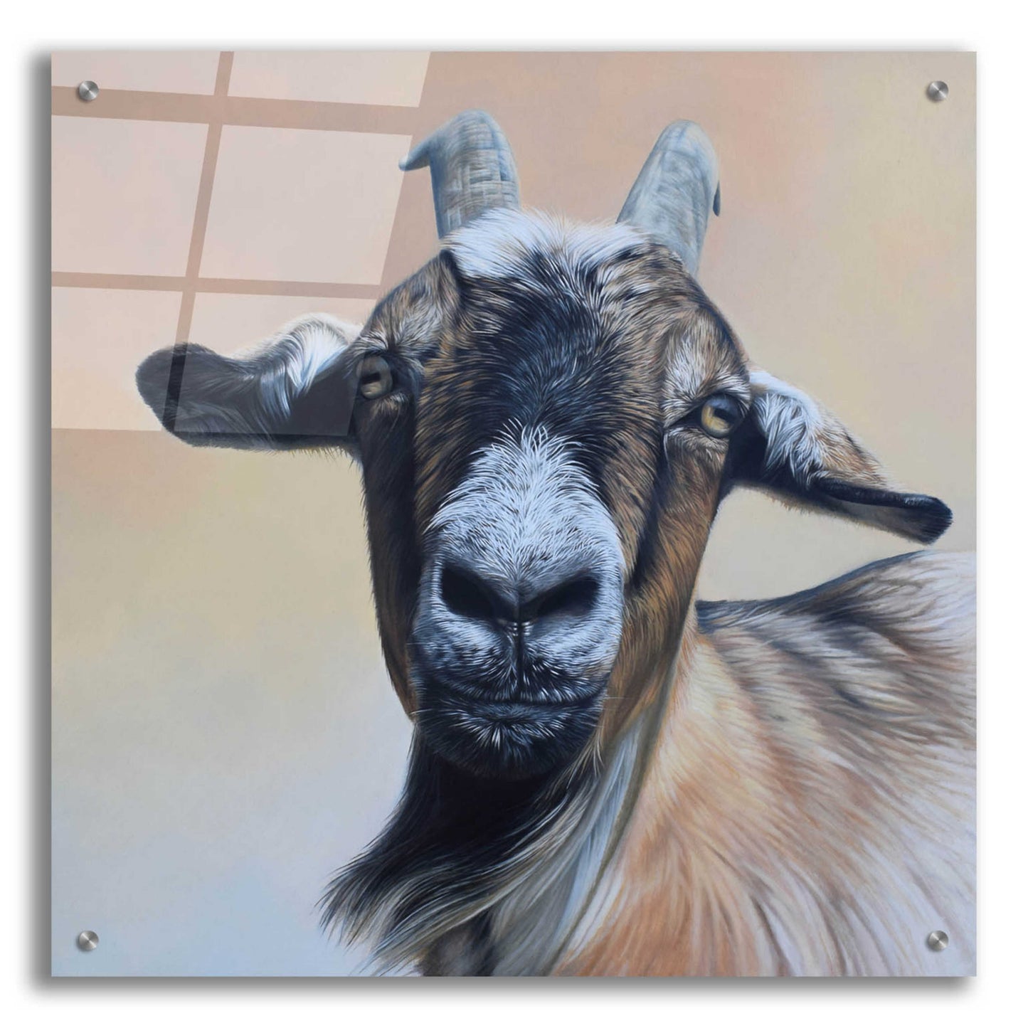 Epic Art 'Rosie' by Sam Dolman, Acrylic Glass Wall Art,24x24