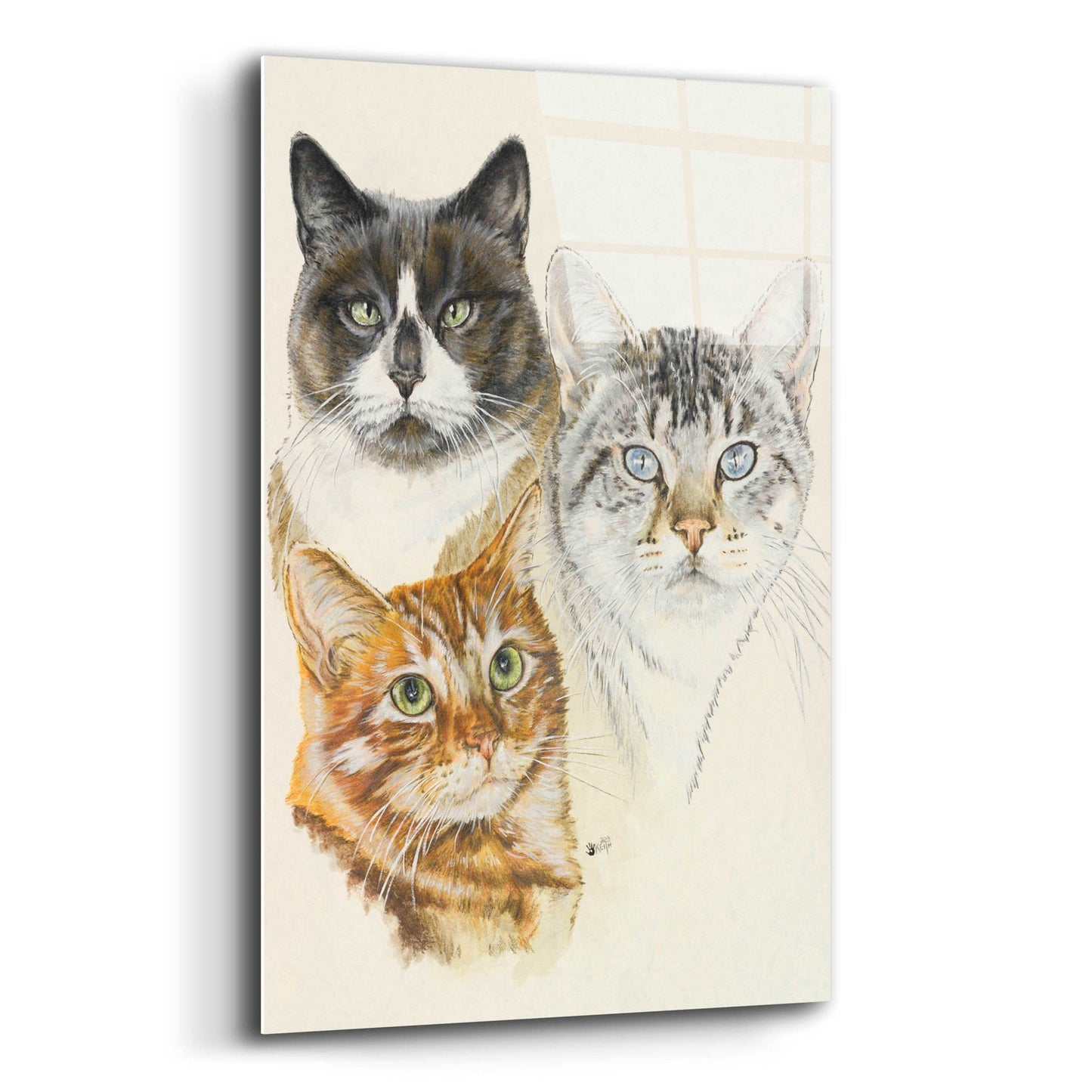 Epic Art 'American Shorthair 2' by Barbara Keith, Acrylic Glass Wall Art,12x16