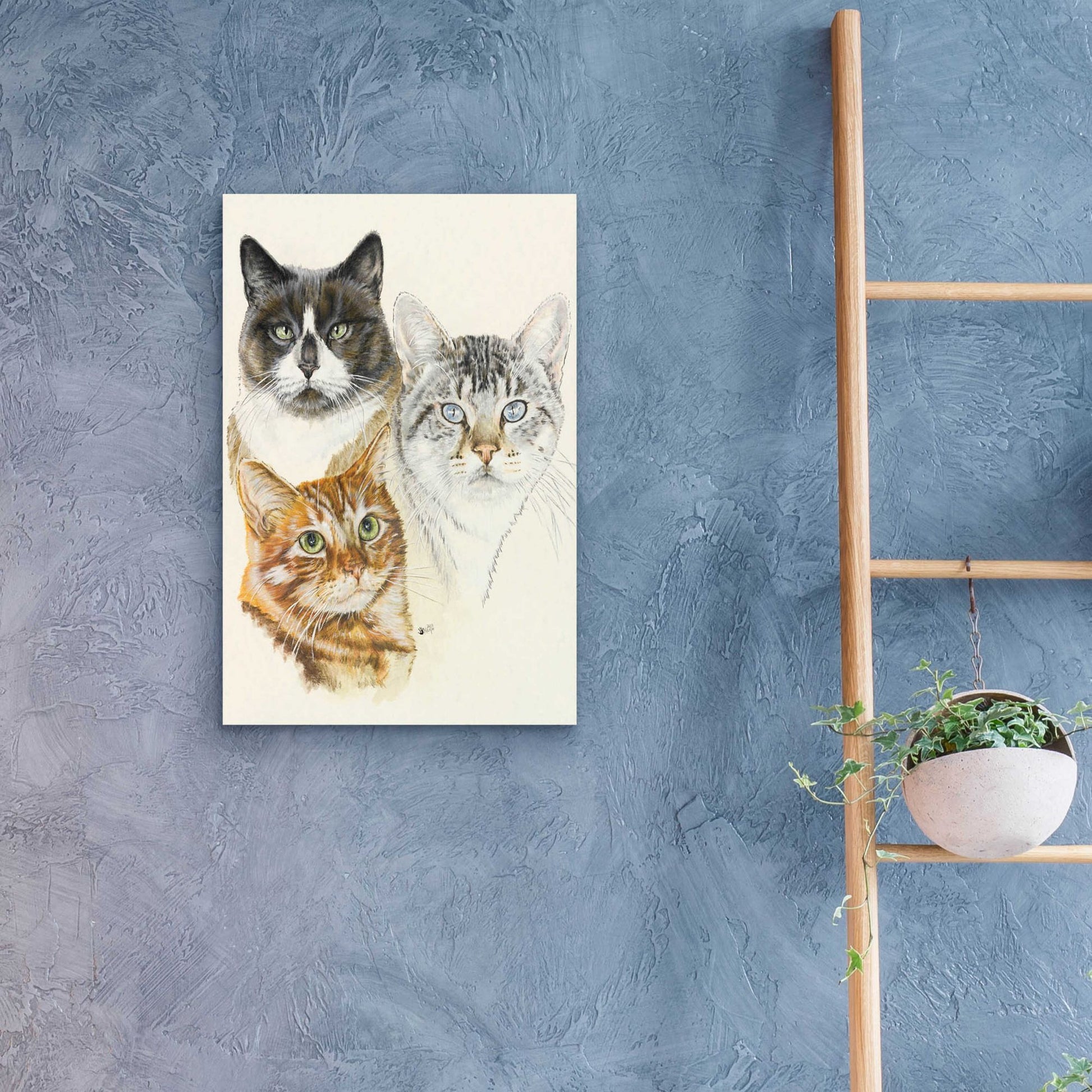 Epic Art 'American Shorthair 2' by Barbara Keith, Acrylic Glass Wall Art,16x24