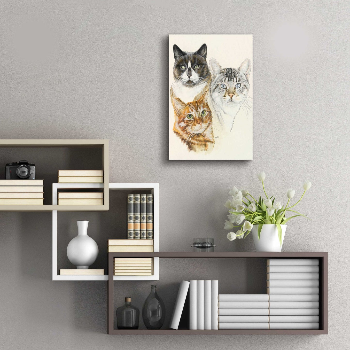 Epic Art 'American Shorthair 2' by Barbara Keith, Acrylic Glass Wall Art,16x24